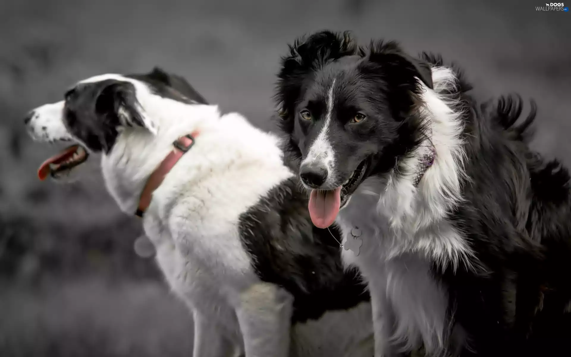 Dogs, Border Collie