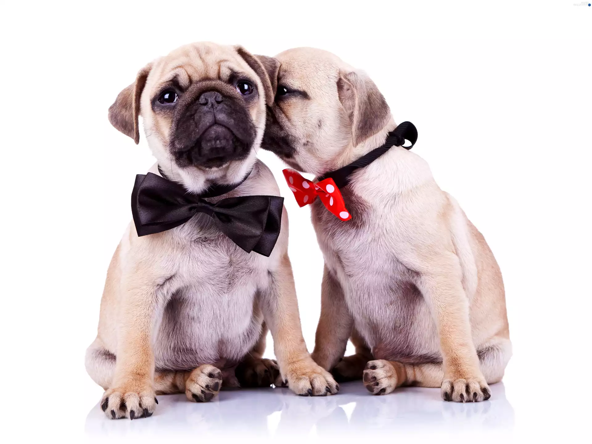 flies, Two cars, Dogs