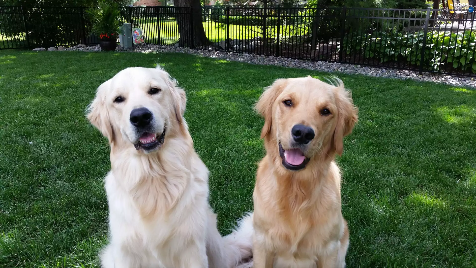 Dogs, golden