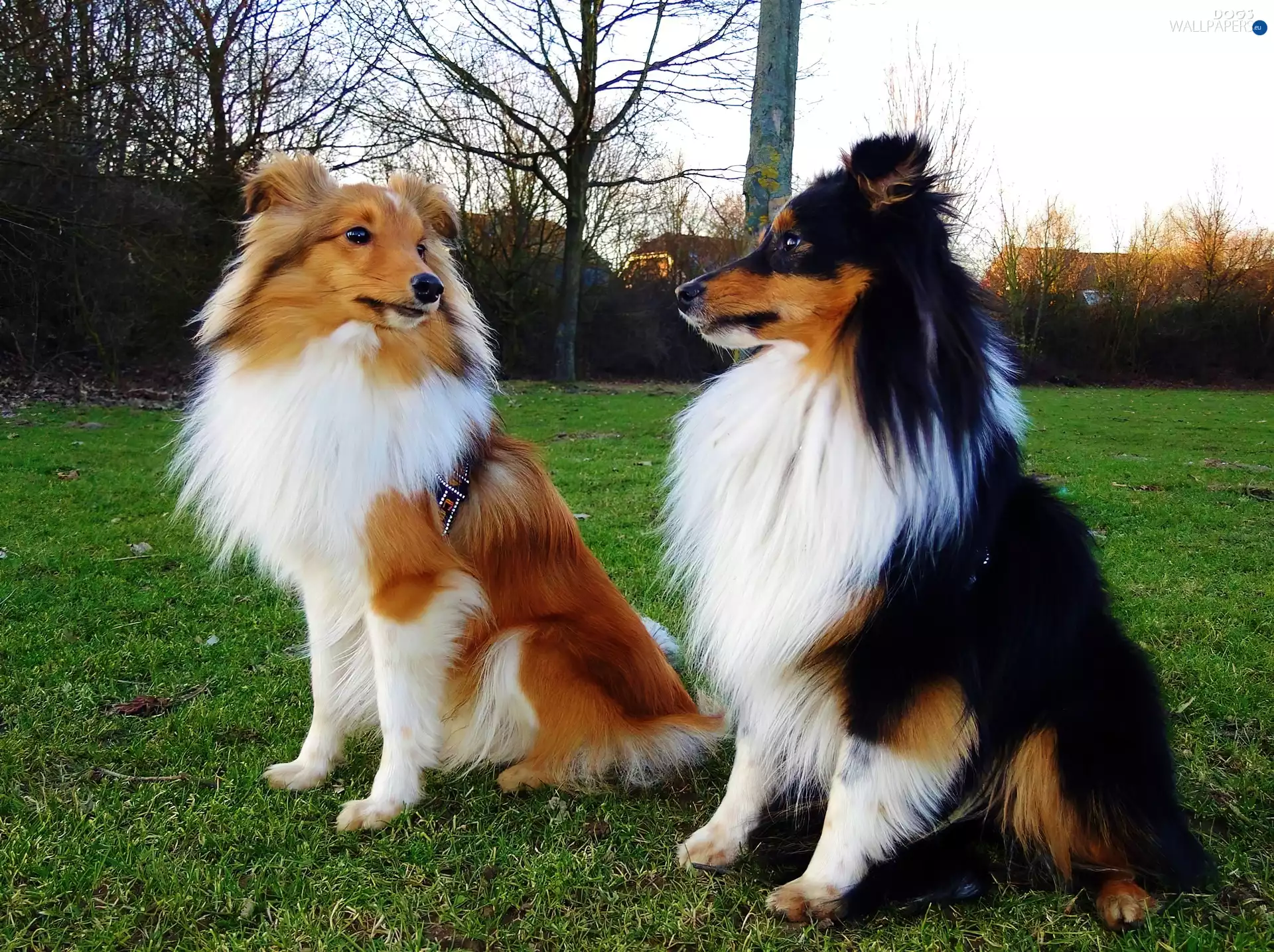 grass, Two cars, Dogs