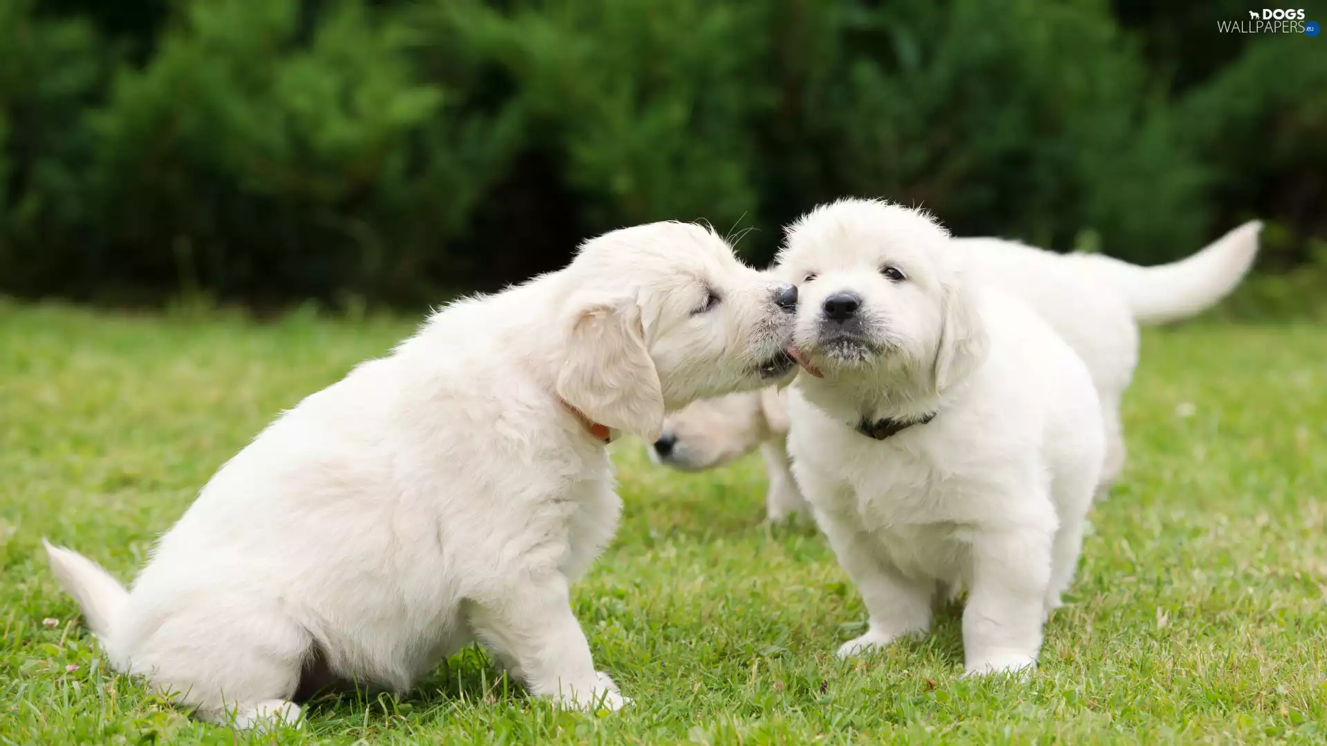 Golden Retriever, grass, Dogs, puppies, Two cars