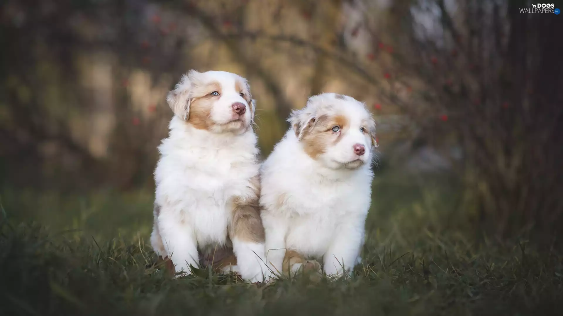 Australian Shepherds, grass, Dogs, puppies, Two cars