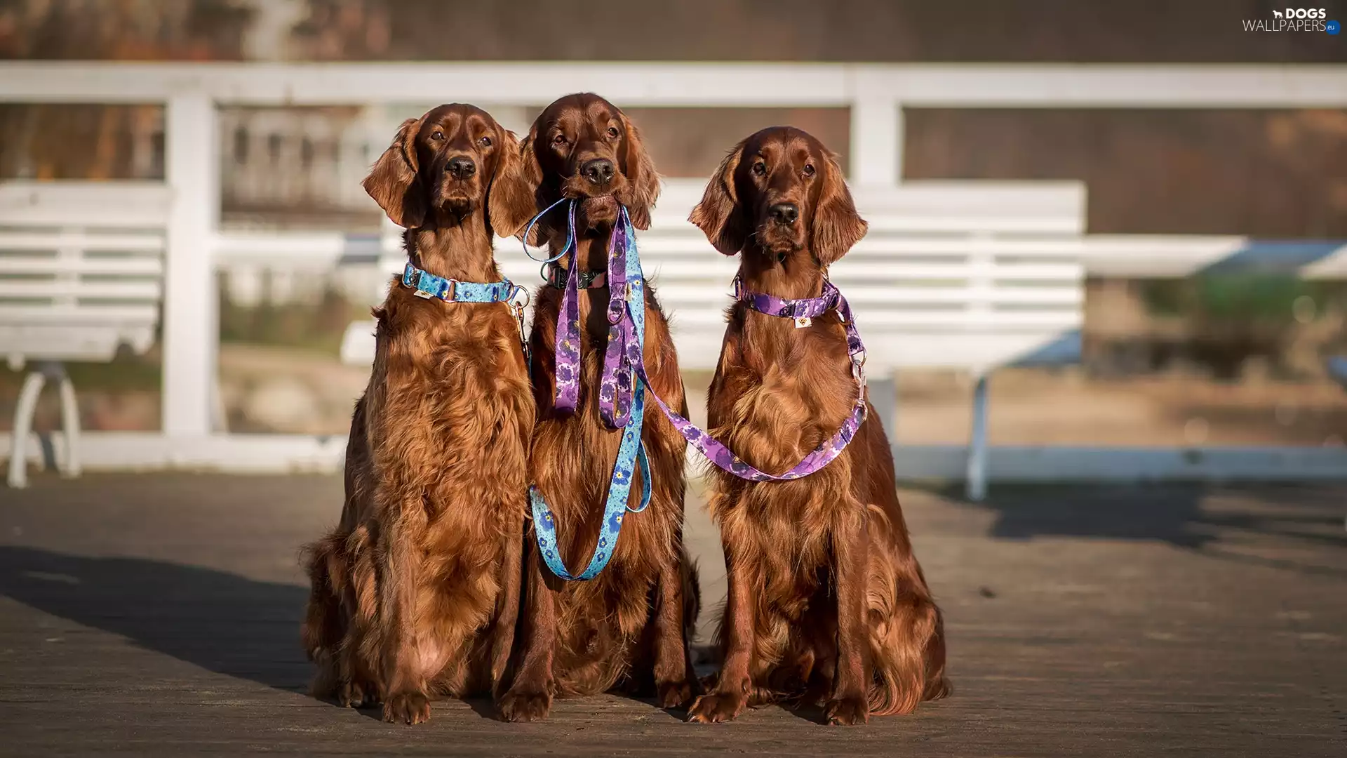 Irish Setters, Three, Dogs