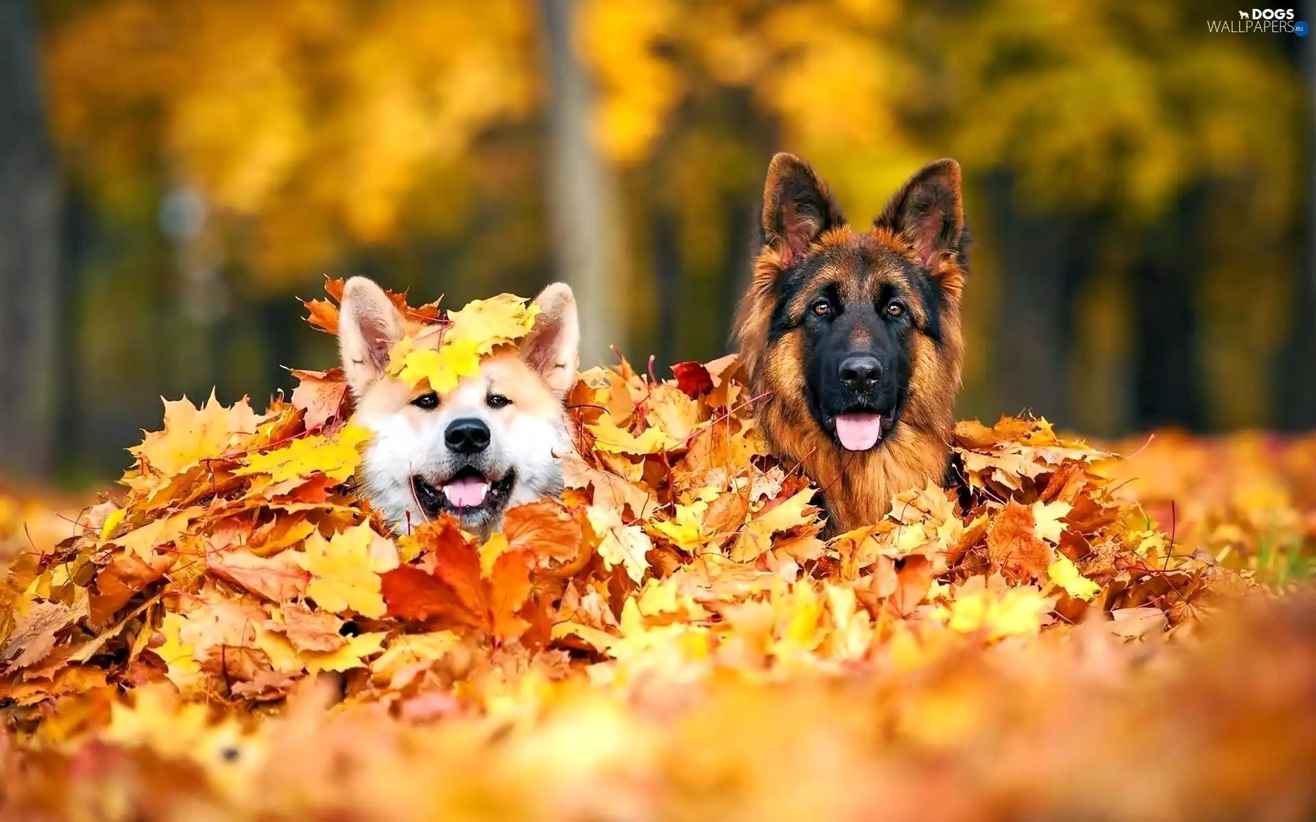 autumn, Dogs, Leaf, Two cars