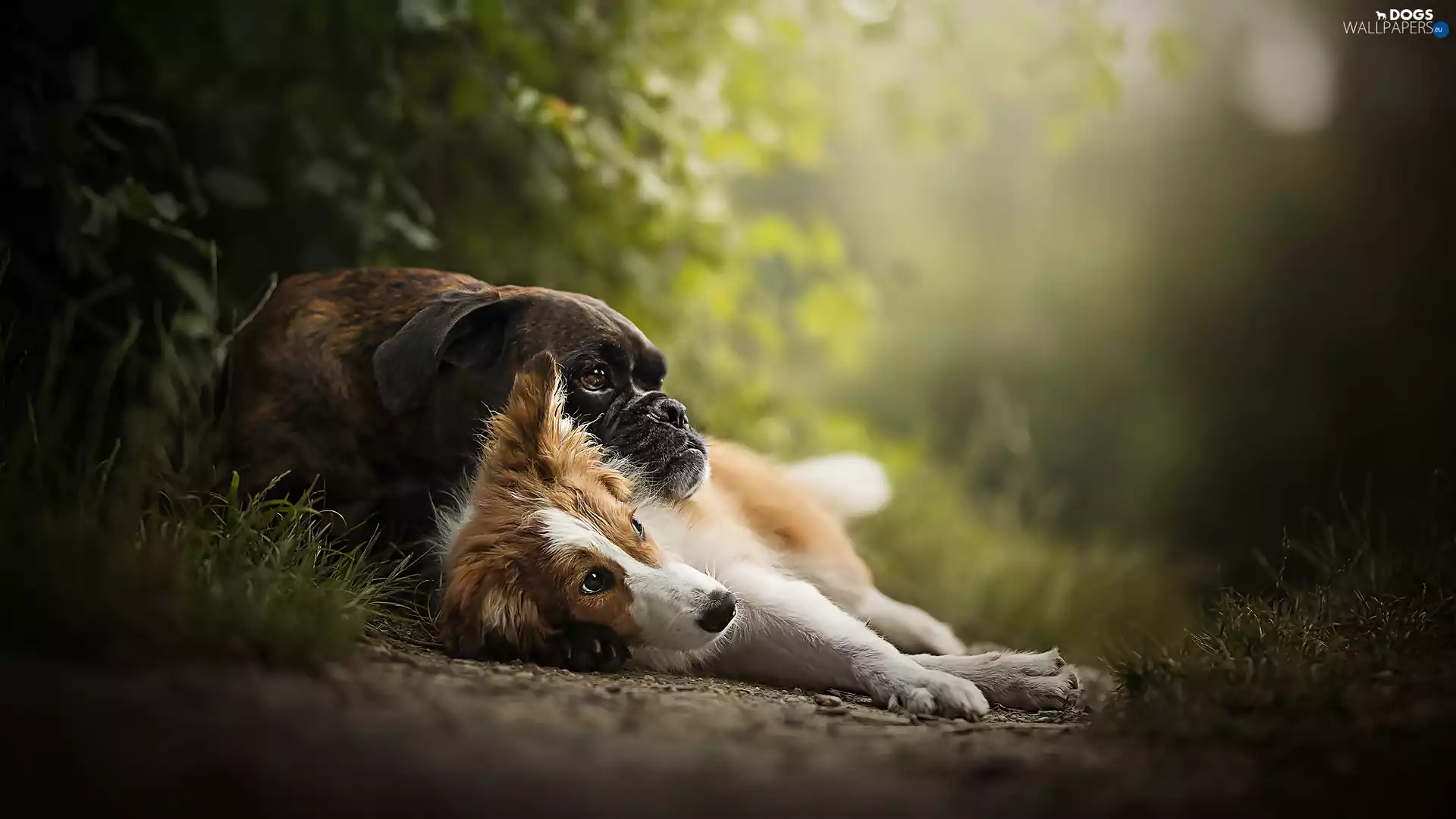 Border Collie, Plants, Dogs, boxer, lying