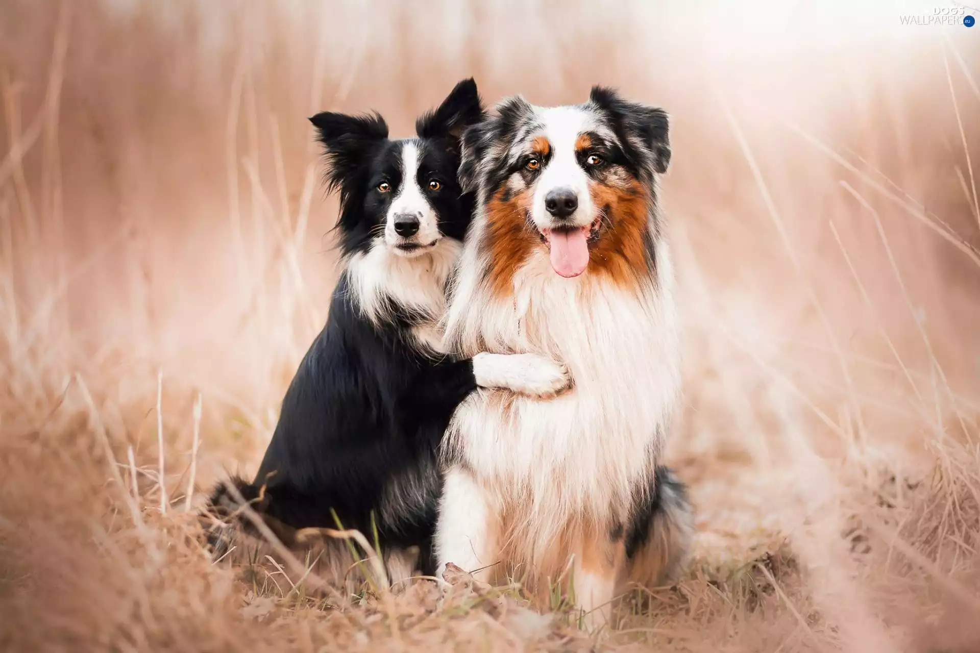Meadow, Two cars, Dogs