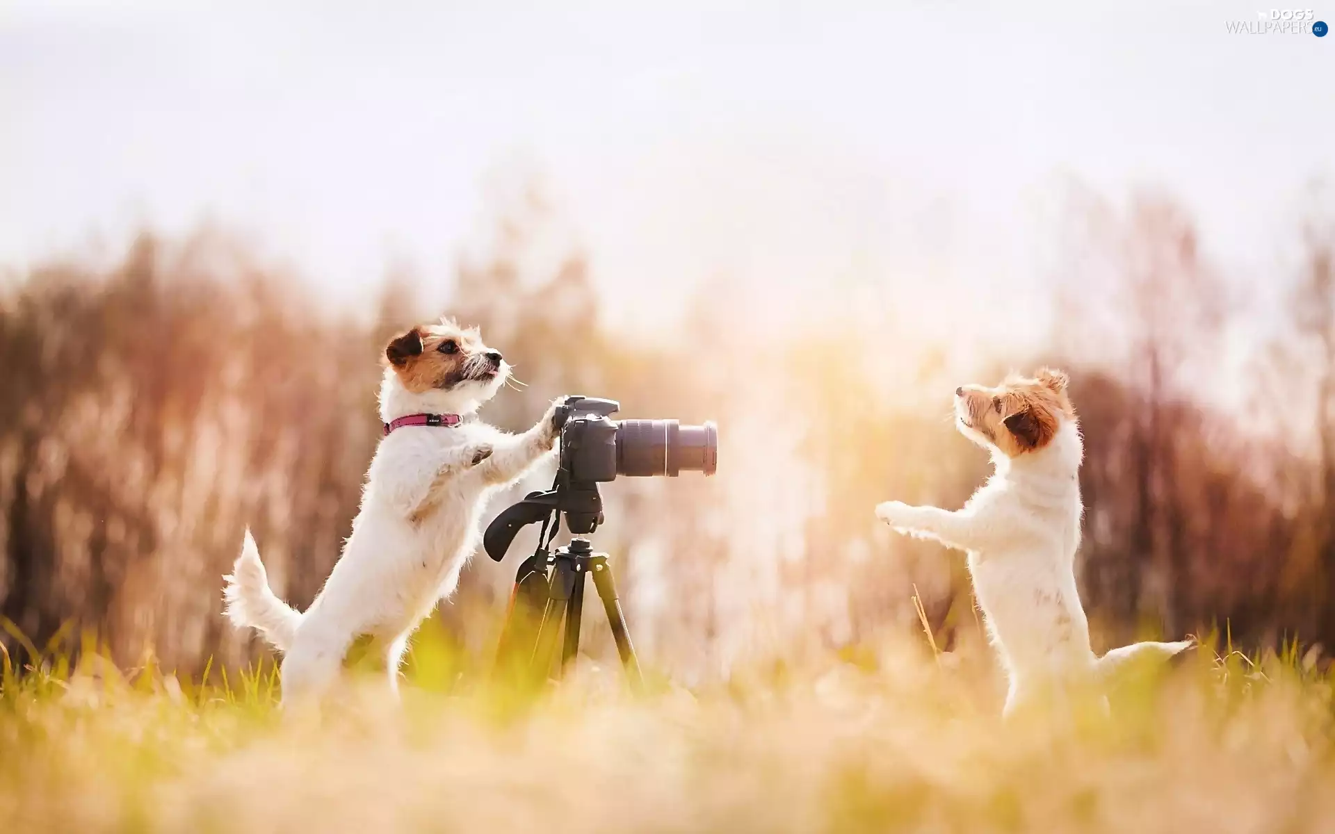 Meadow, Camera, photographic, Dogs