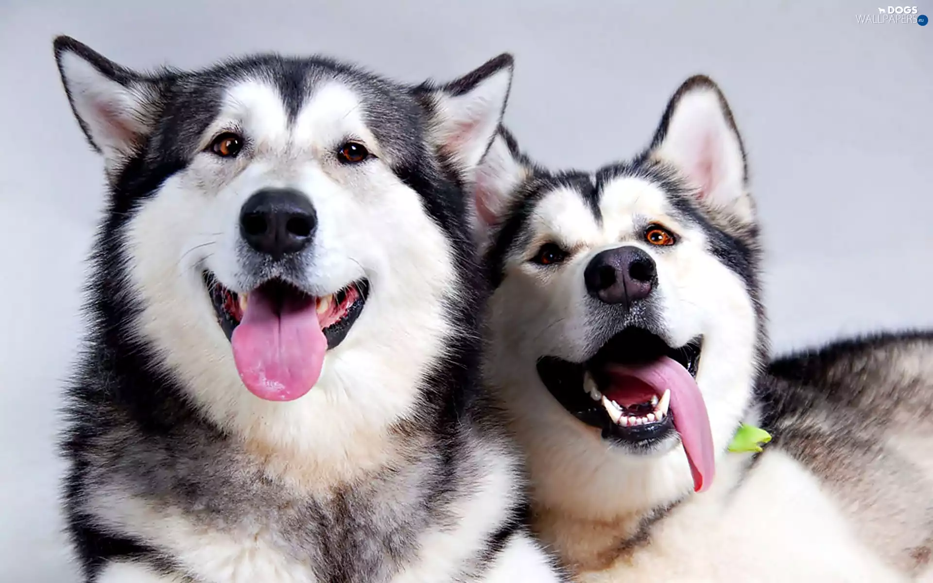 mouths, Two cars, Dogs