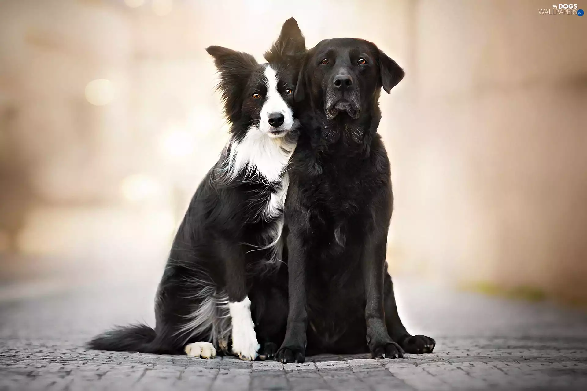 Pavement, Two cars, Dogs