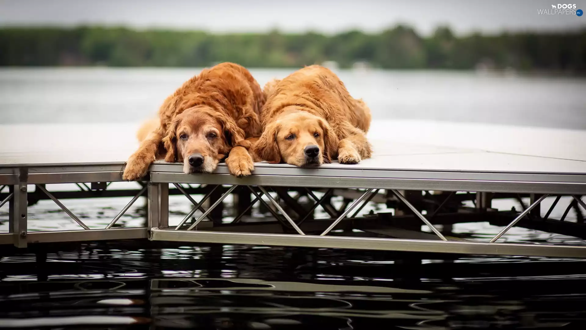 Golden Retrievery, Platform, Dogs, Brown, Two cars