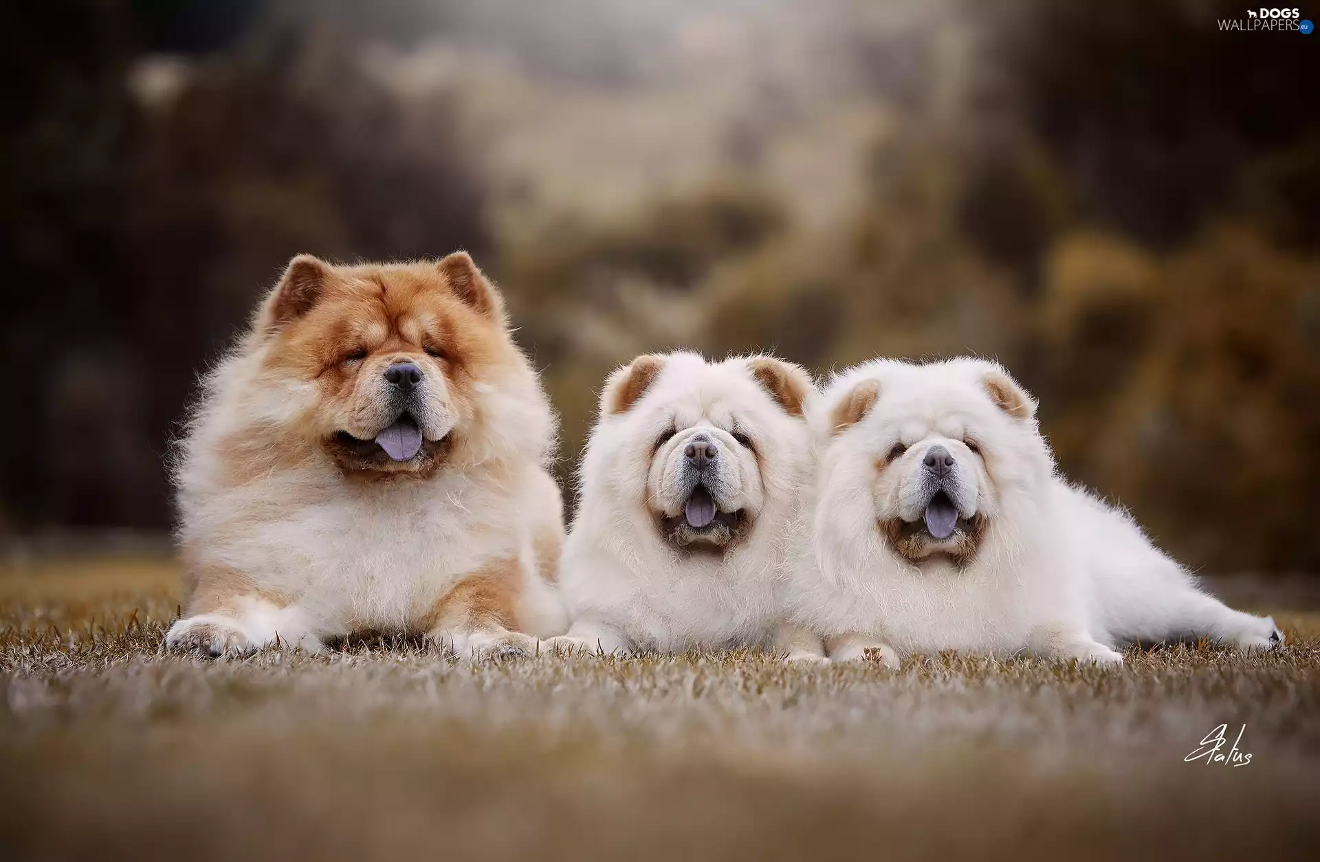 Two cars, puppies, Dogs, Chow chow, Three