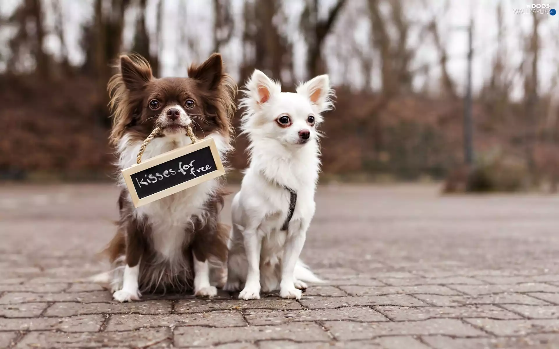 puppies, plate, Chihuahua, Dogs