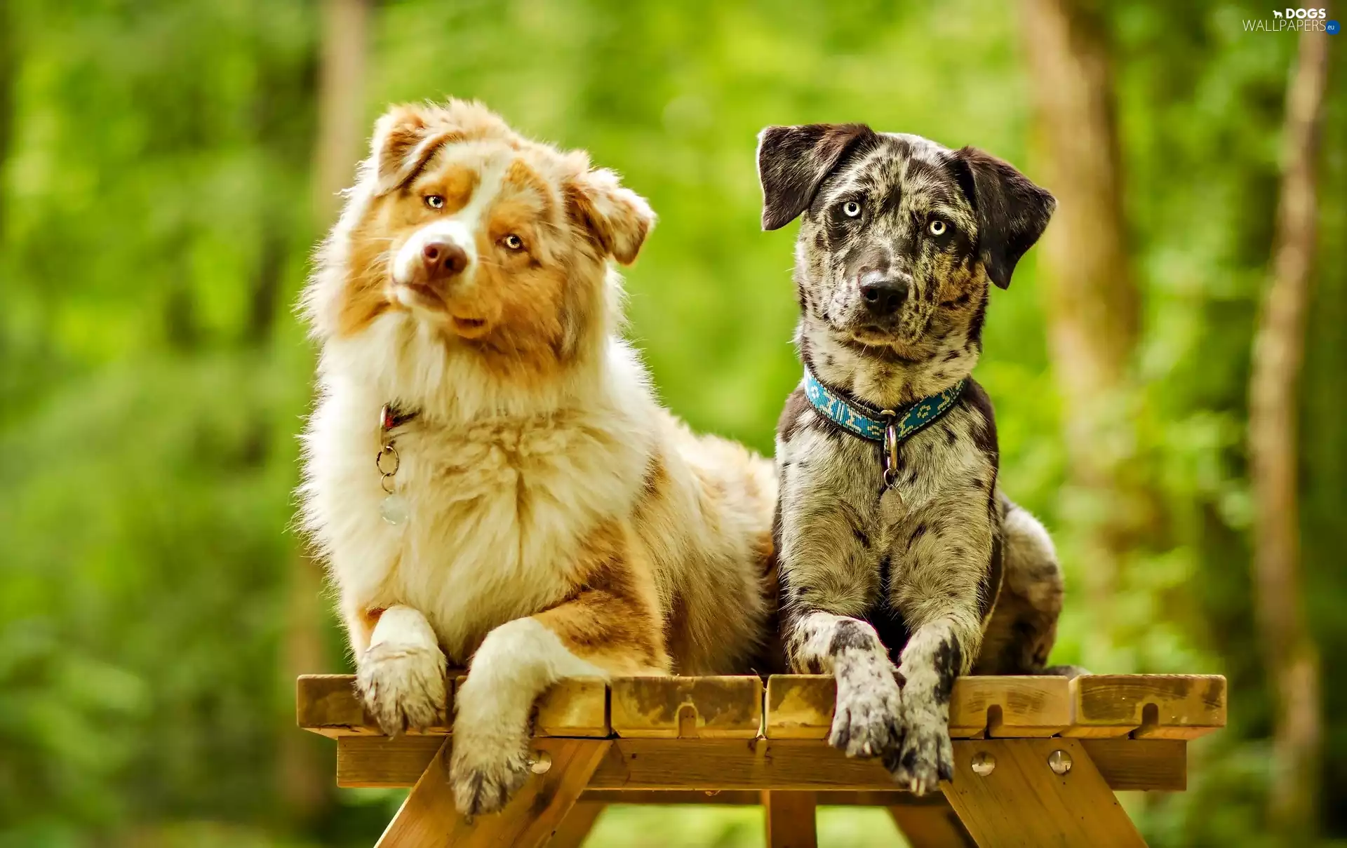 Bench, Australian Shepherd Dogs, Catahoula Leopard Dog