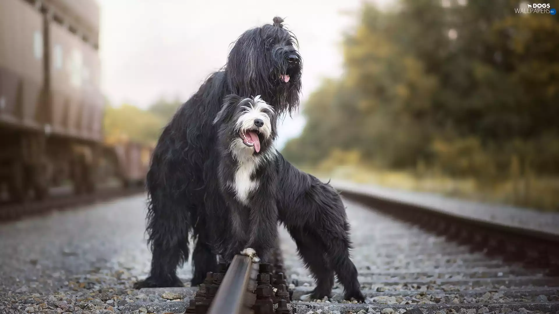 ##, railway, Shepherd French Briard, Bearded collie, Dogs