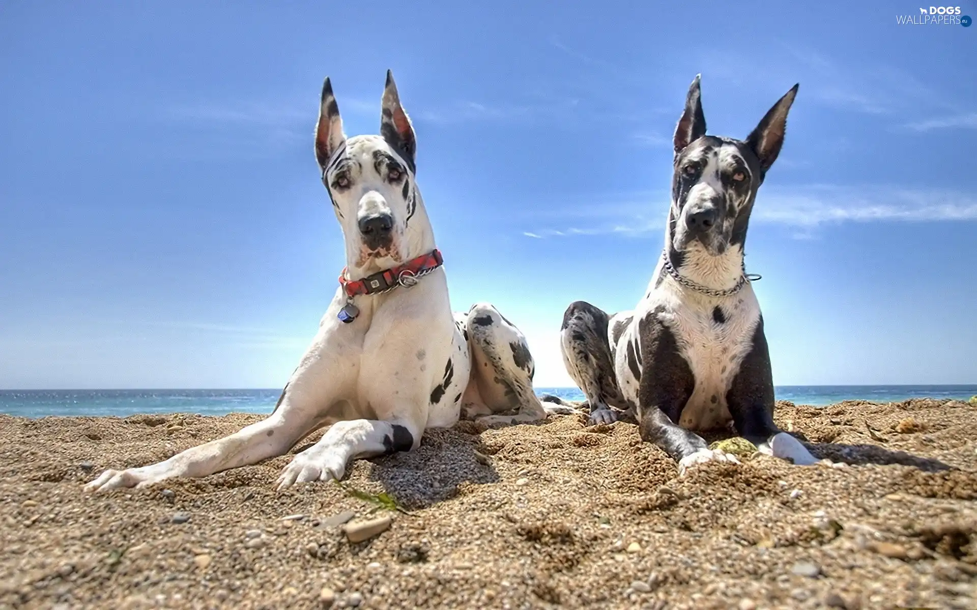 dogs, Two cars, Sky, Beaches