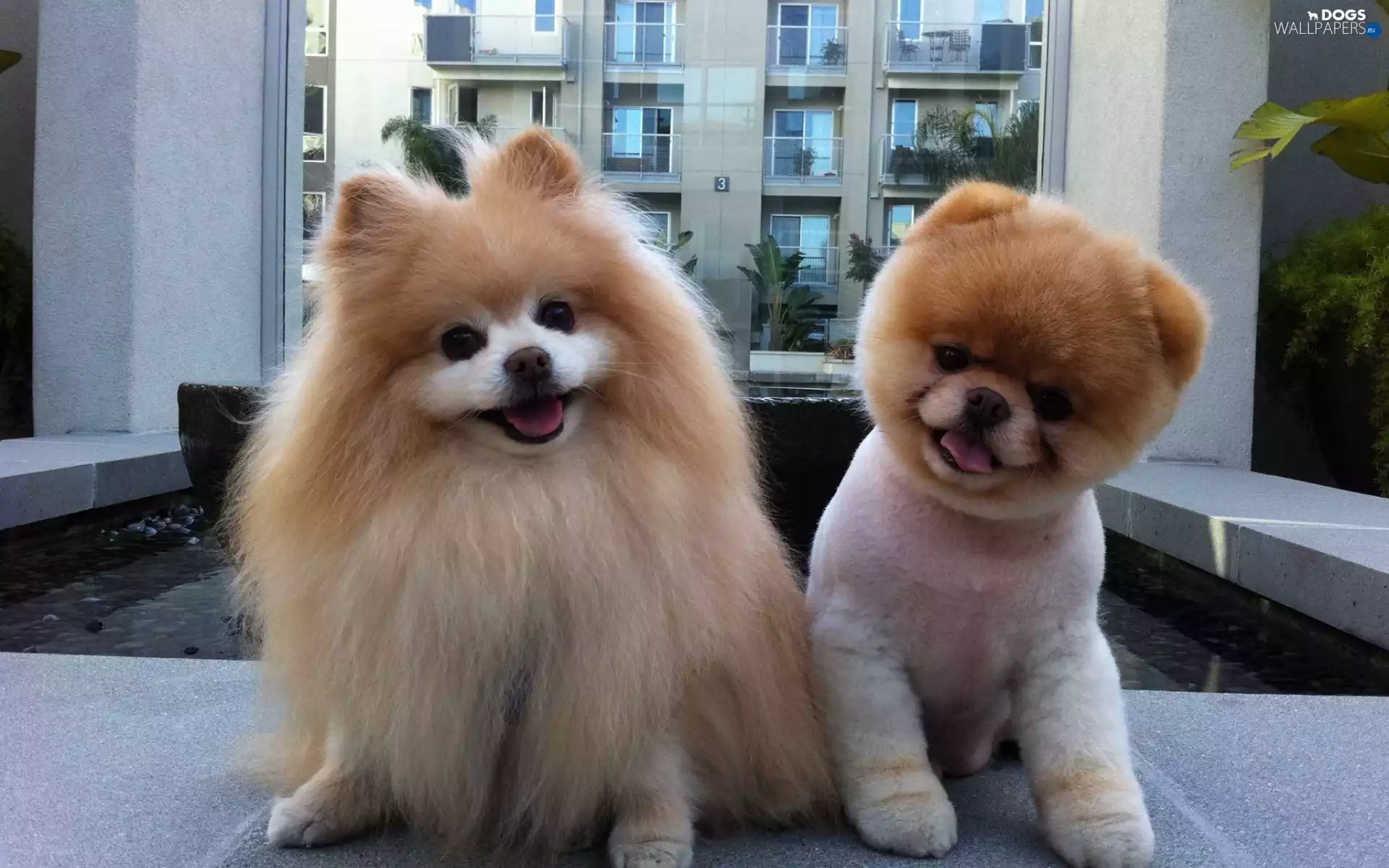 Dogs, Miniature Spitz