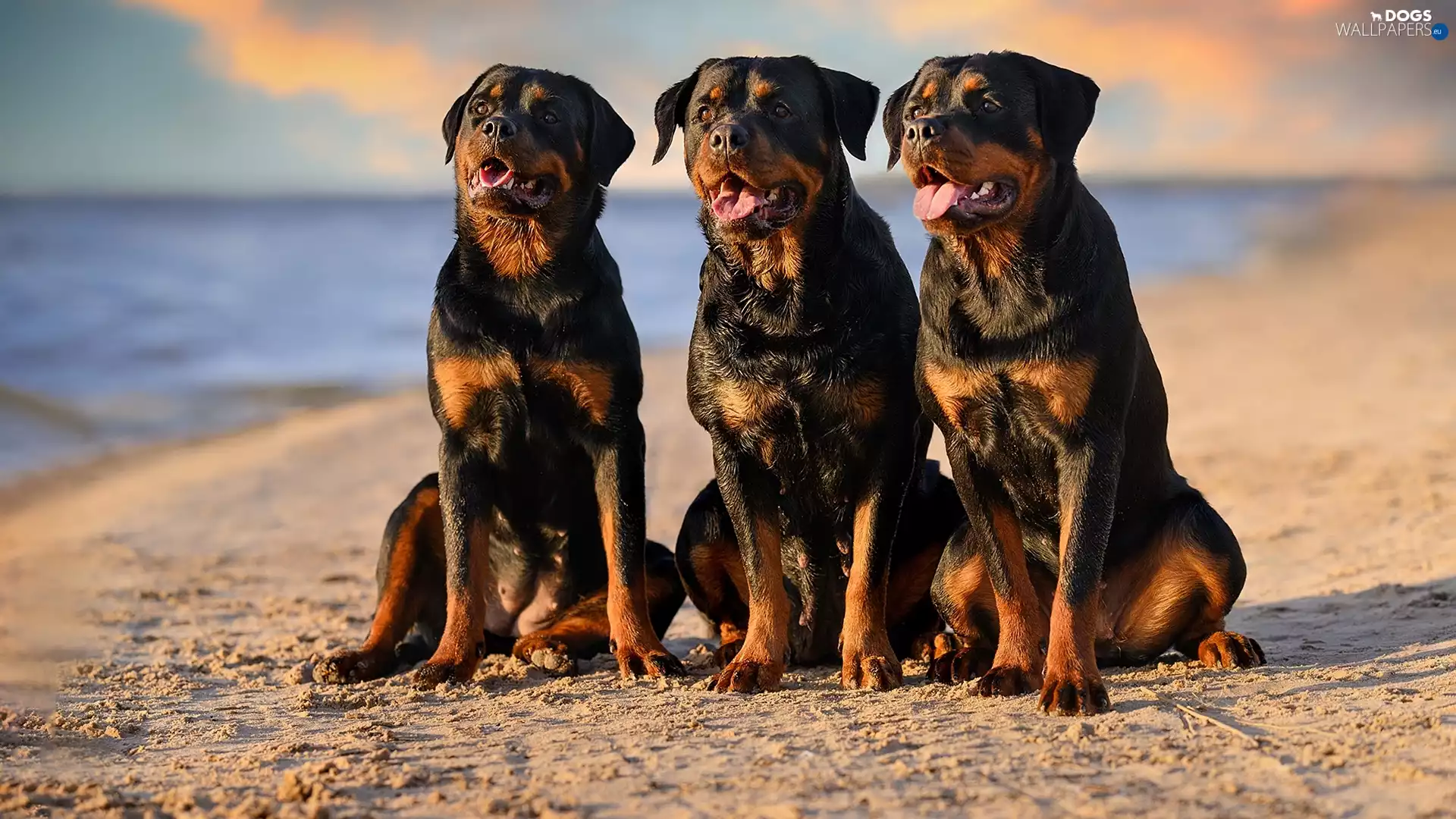 Three, Rottweilers, Beaches, Dogs