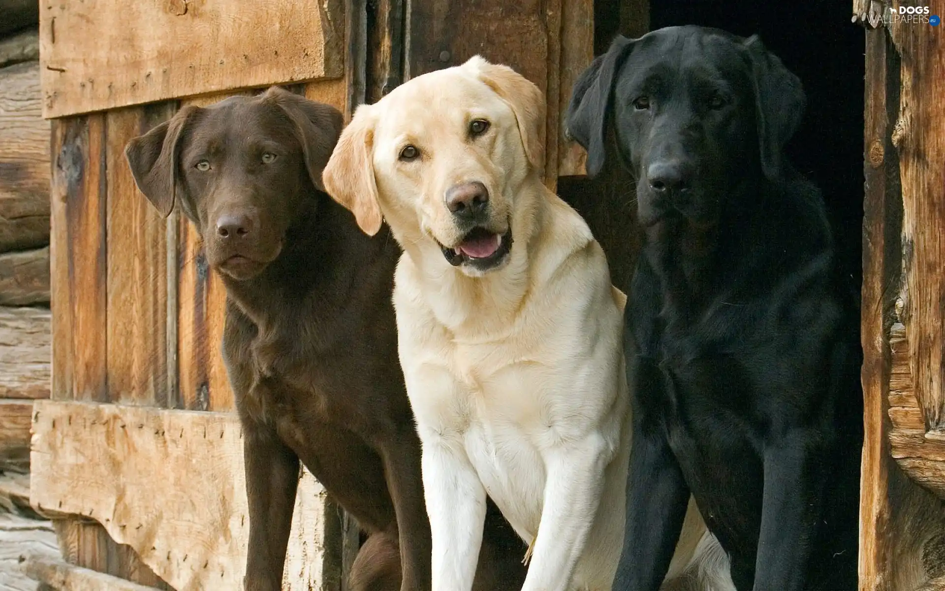 Three, Dogs, nice