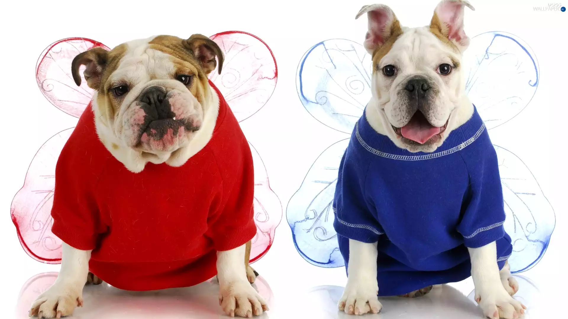 English Bulldogs, Two cars, sweaters, wings, Funny, Dogs