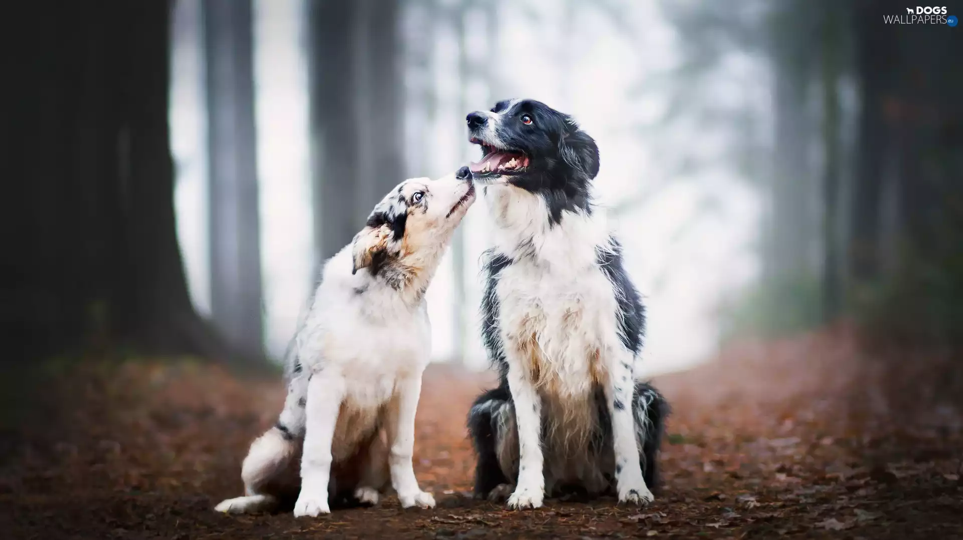 Border Collie, Two cars, Path, Leaf, forest, Dogs