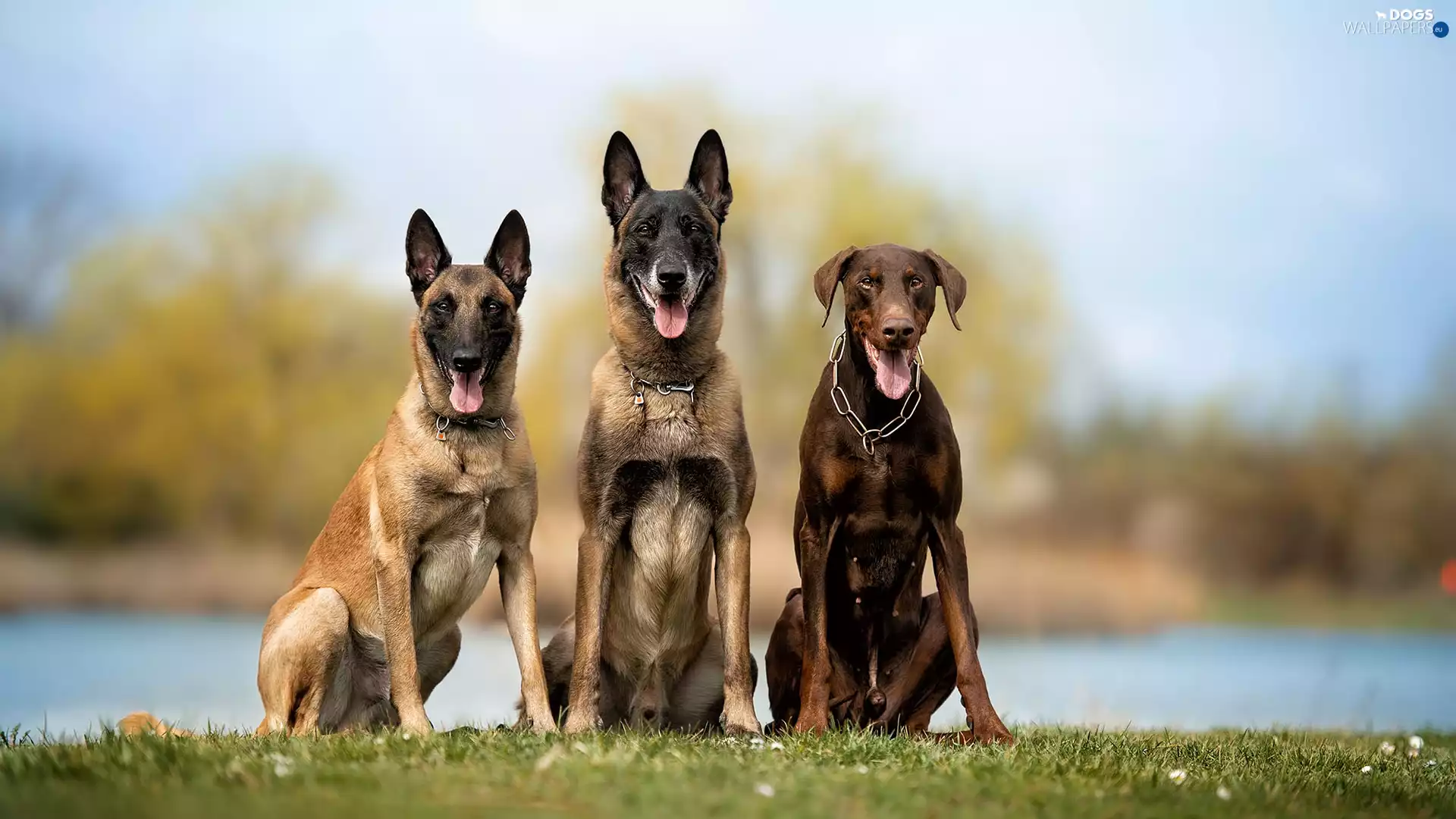 Brown, Doberman, Two cars, Belgian Shepherd Malinois, Dogs