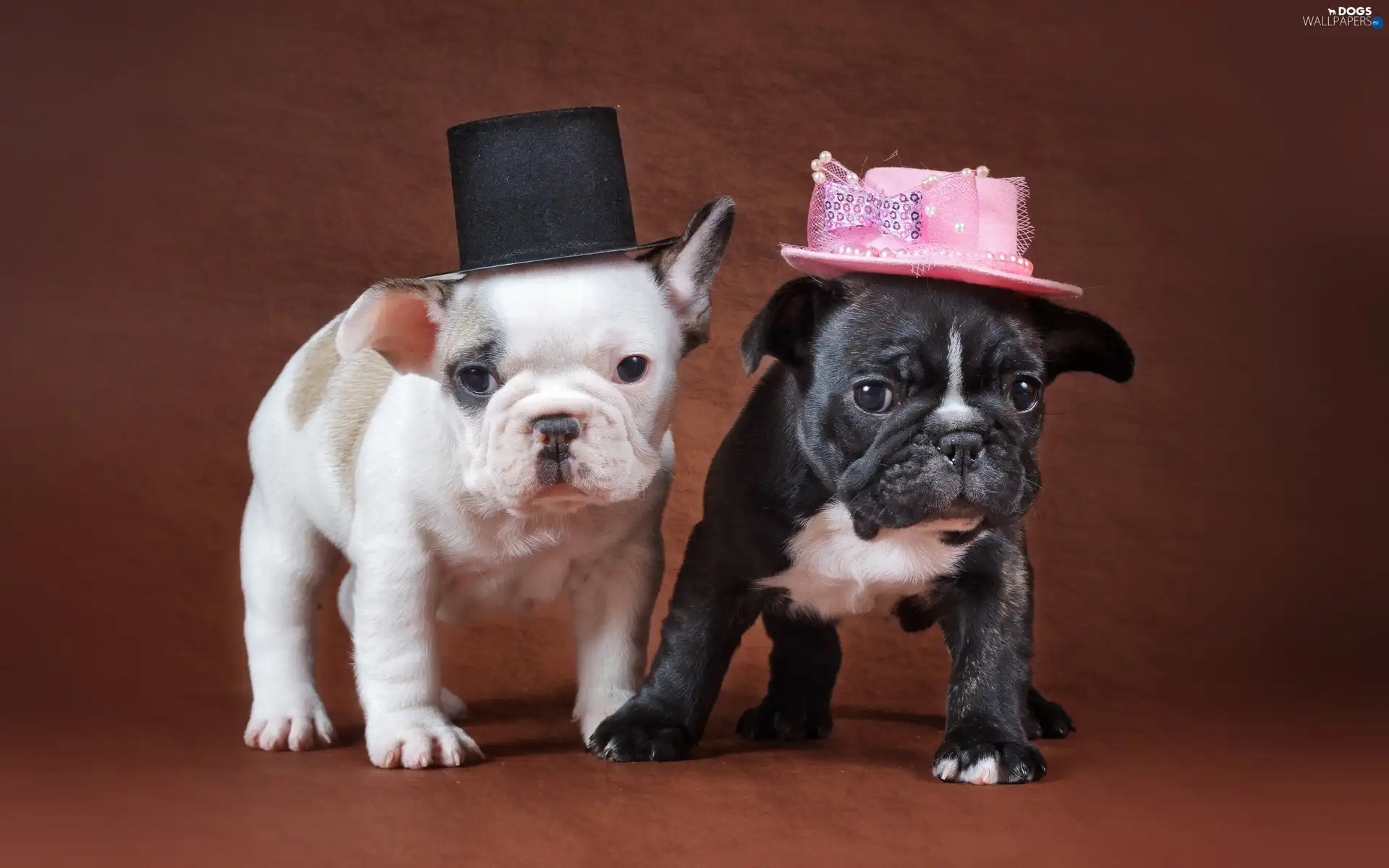 Dogs, hats, Two cars