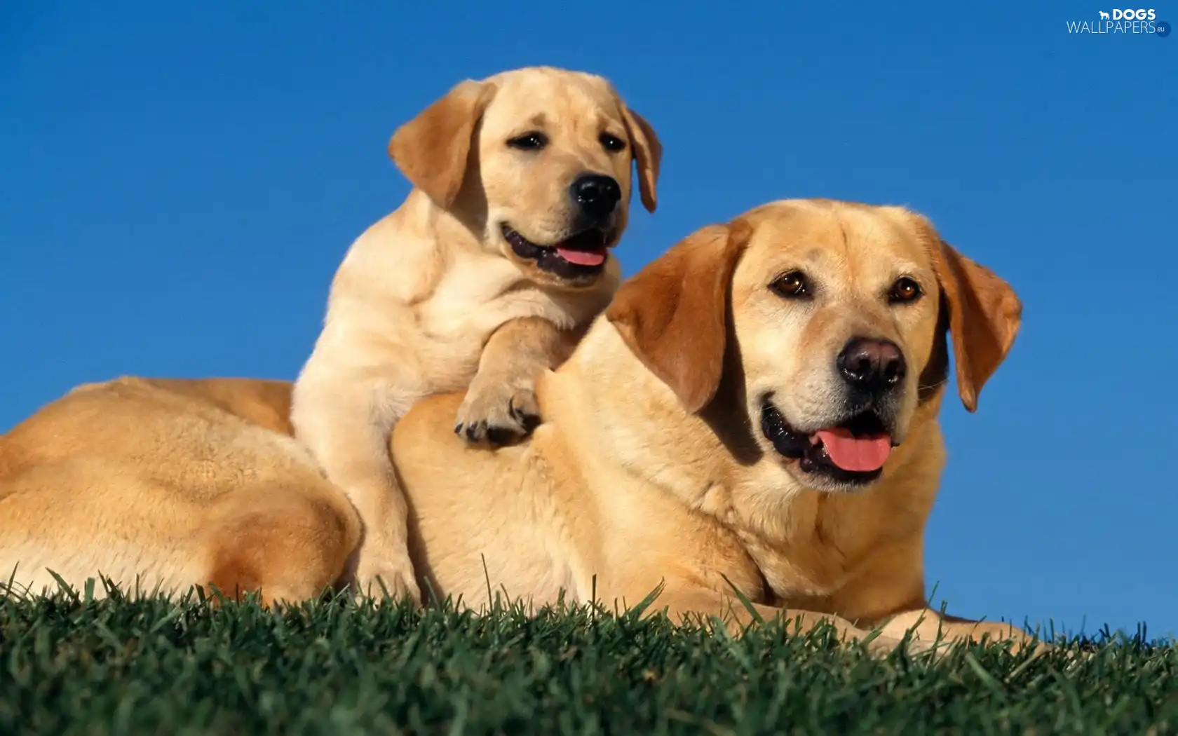 Dogs, Lawn, Two cars