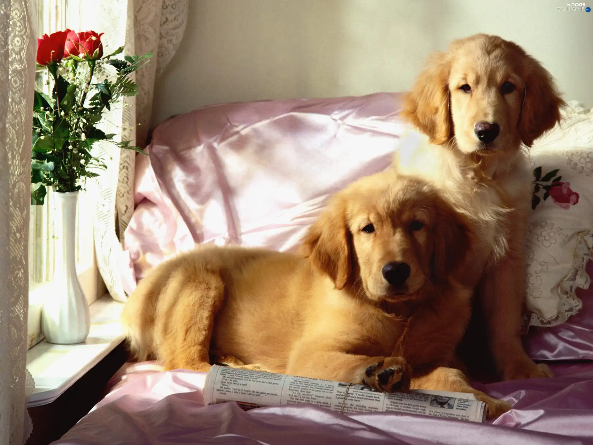 Dogs, Paper, Two cars