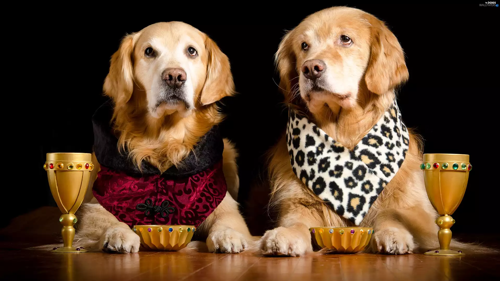 Golden Retriever, Two cars, bowls, glasses, clothes, Dogs