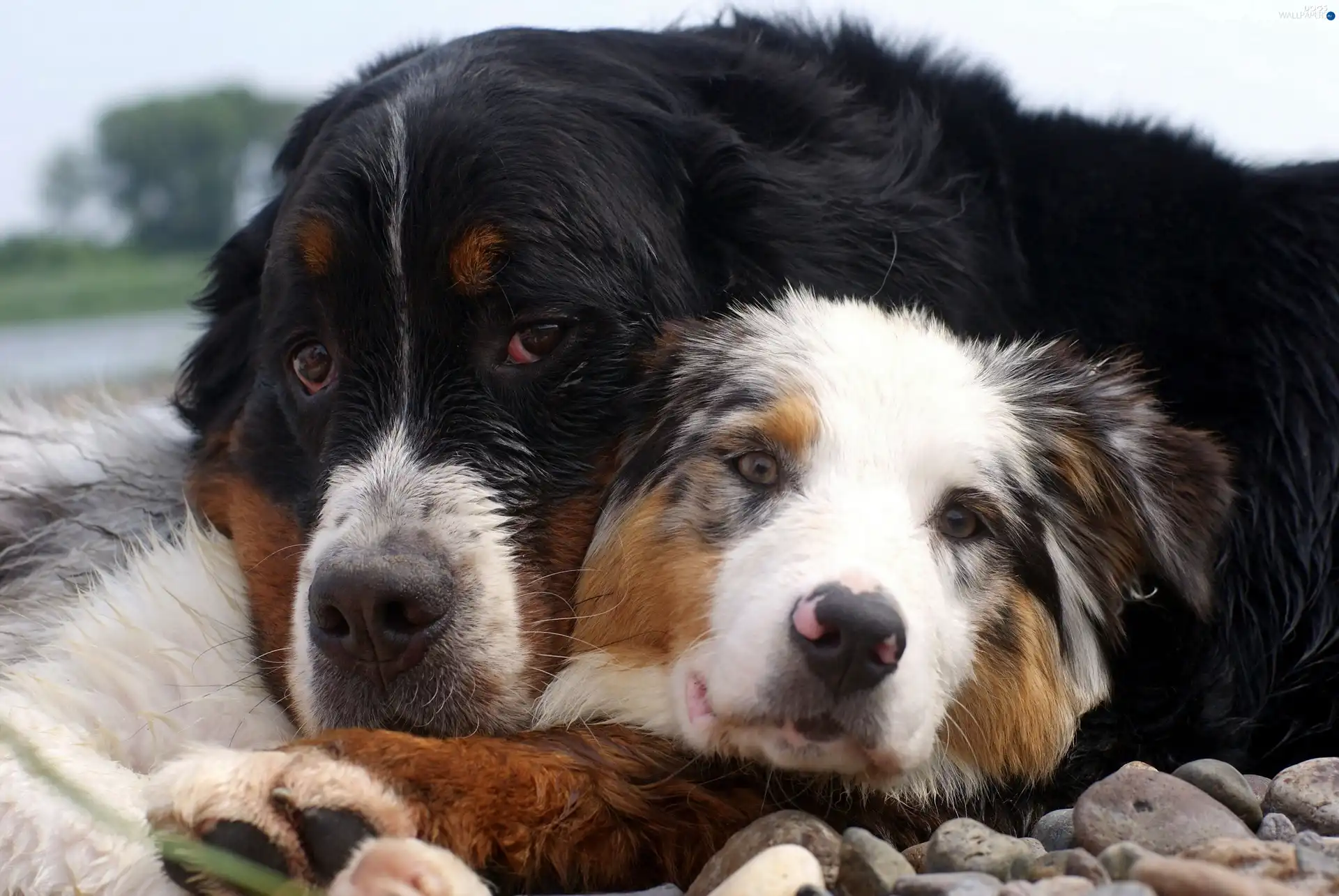 Bernese Mountain Dog, Stones, Two cars, Australian Shepherd, Dogs