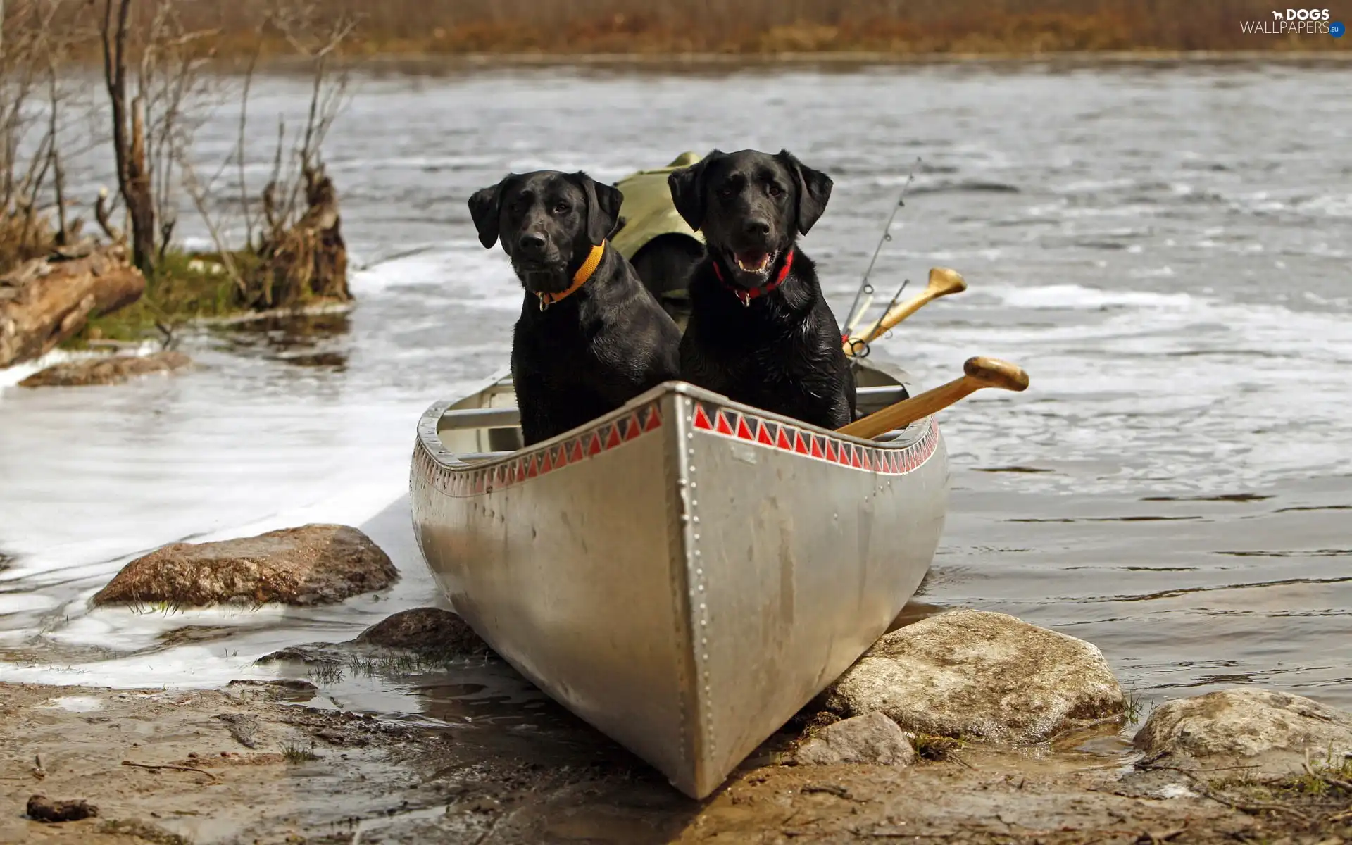 water, Dogs, Kayak, Two cars, Sand, Black