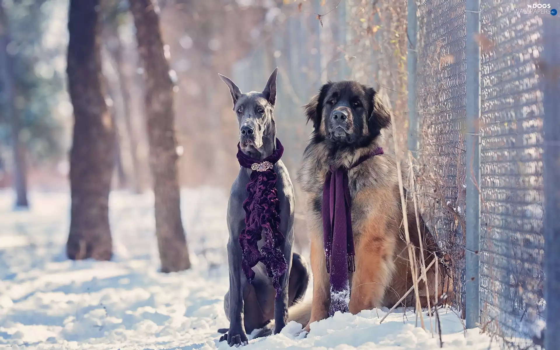 winter, Dog, Scarves, Dogs