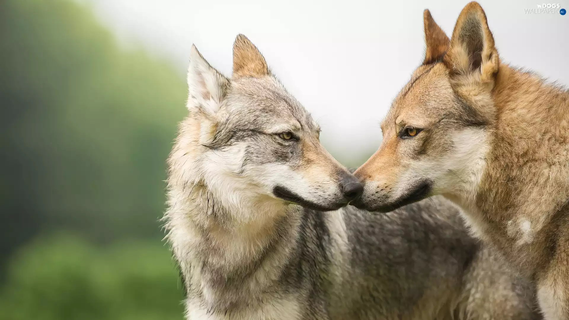 Dogs, Czechoslovakian Wolfdog