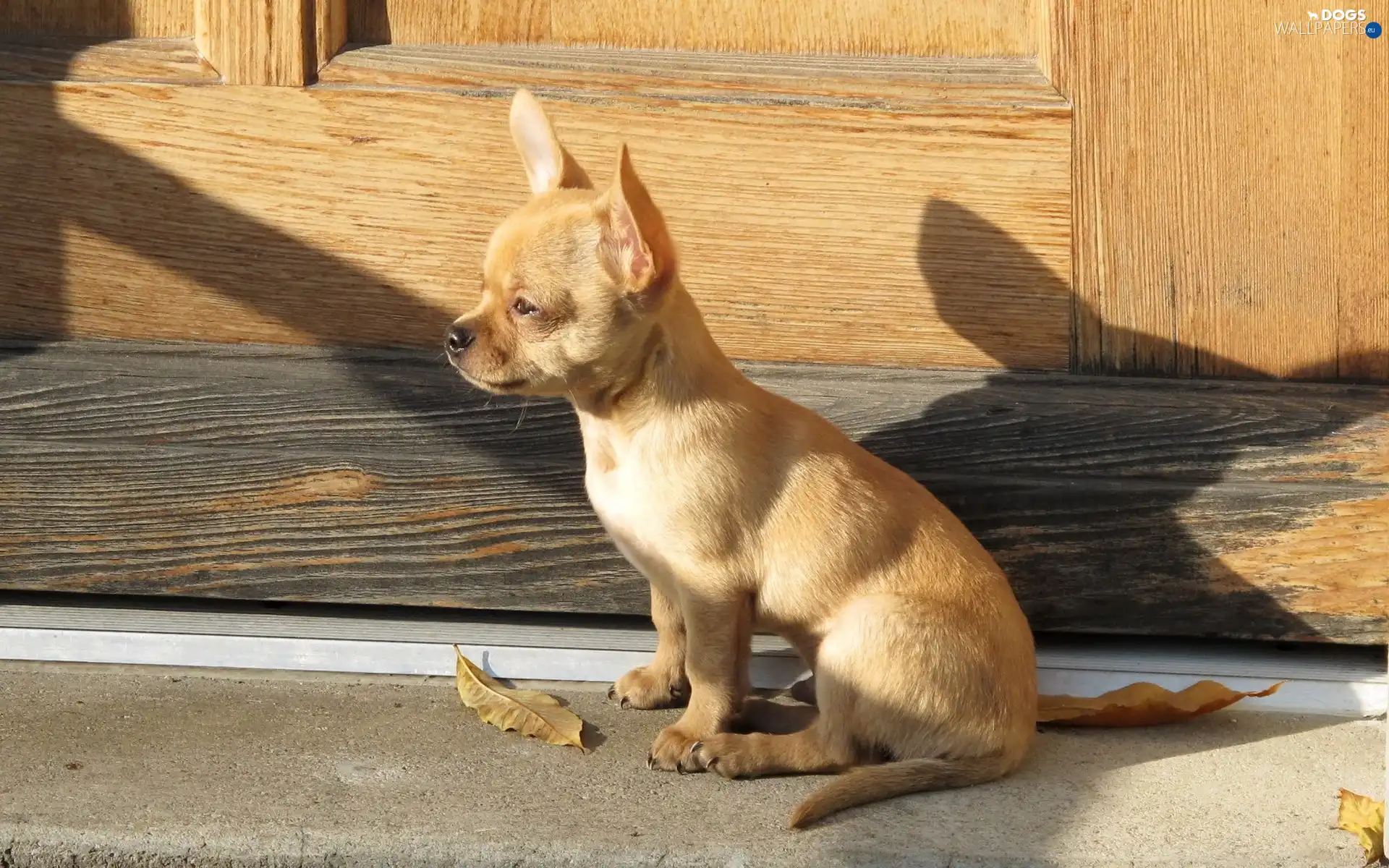 Doors, Puppy, waiting, doggy