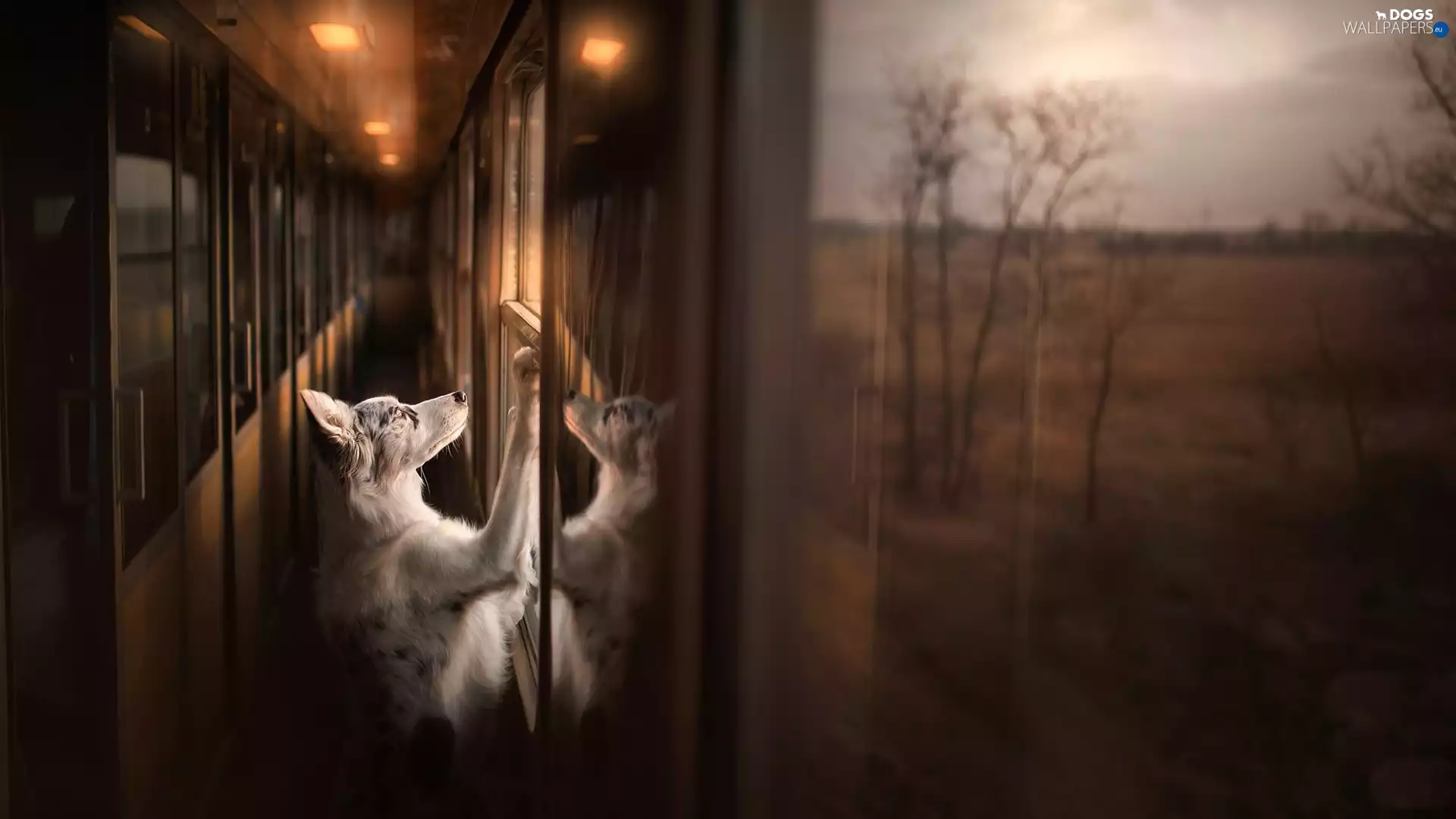 Train, dog, Windows, Doors, Hall, Border Collie