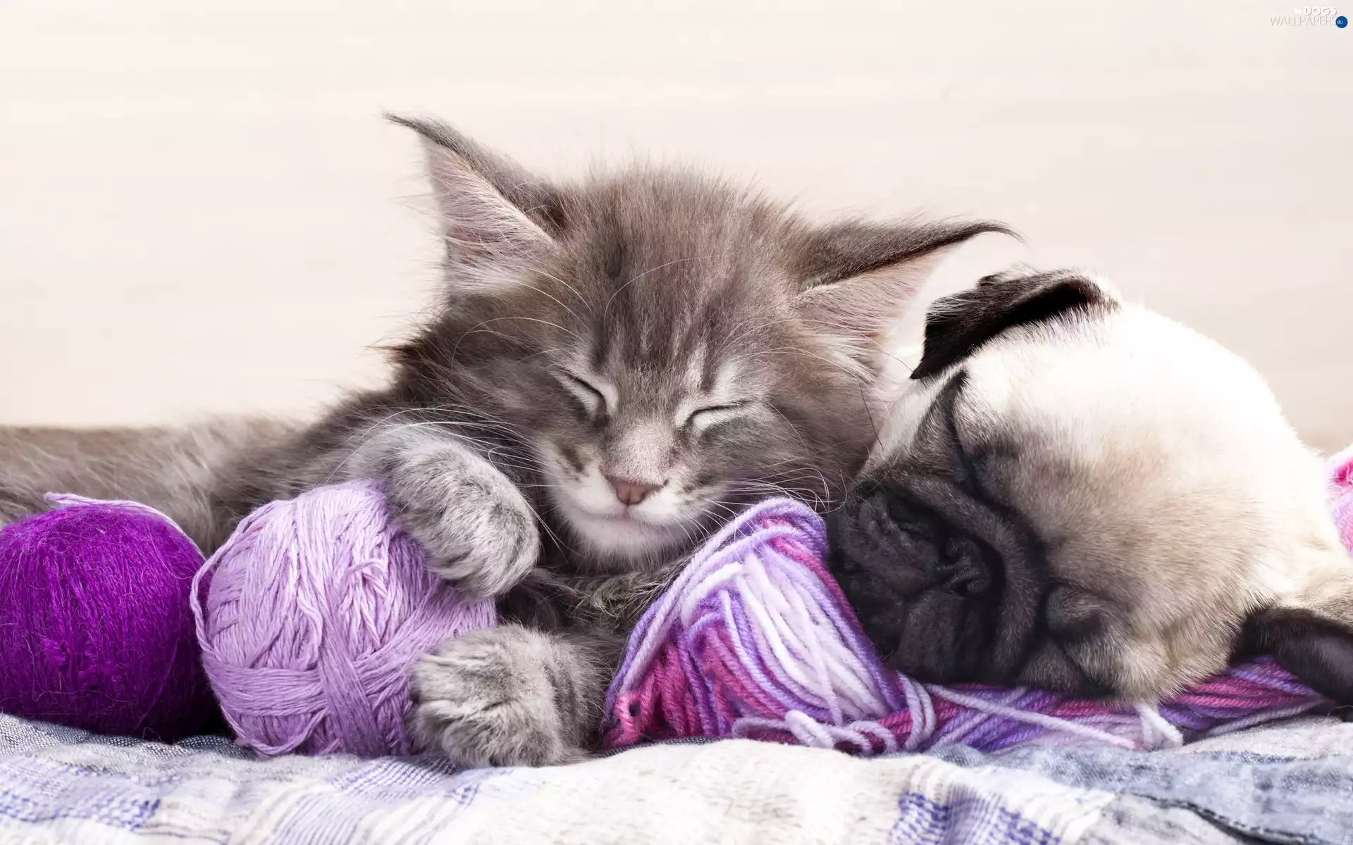 Puppy, small, Bundles, drag, pug, kitten