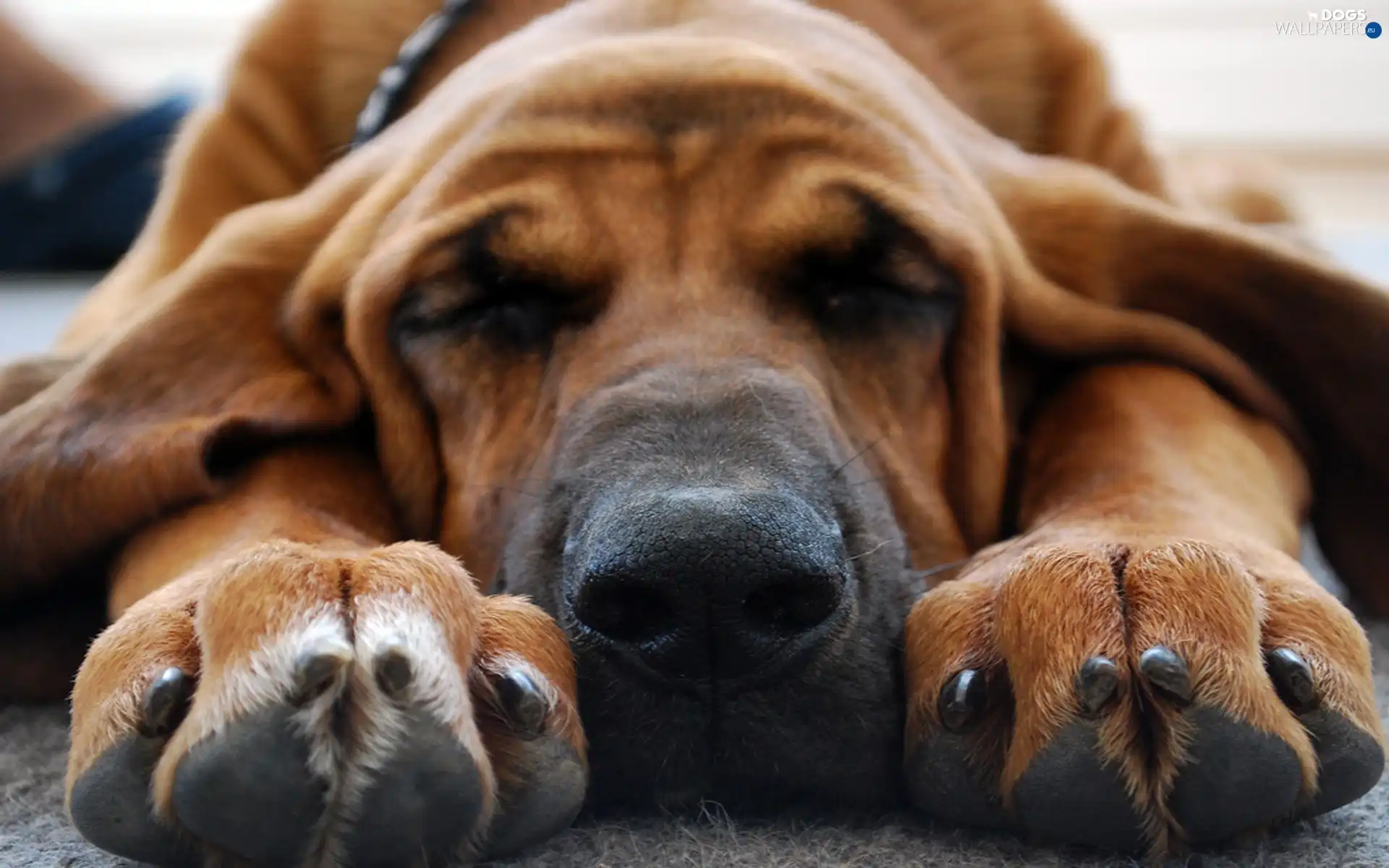 dream, resting, Bloodhound, dog-collar