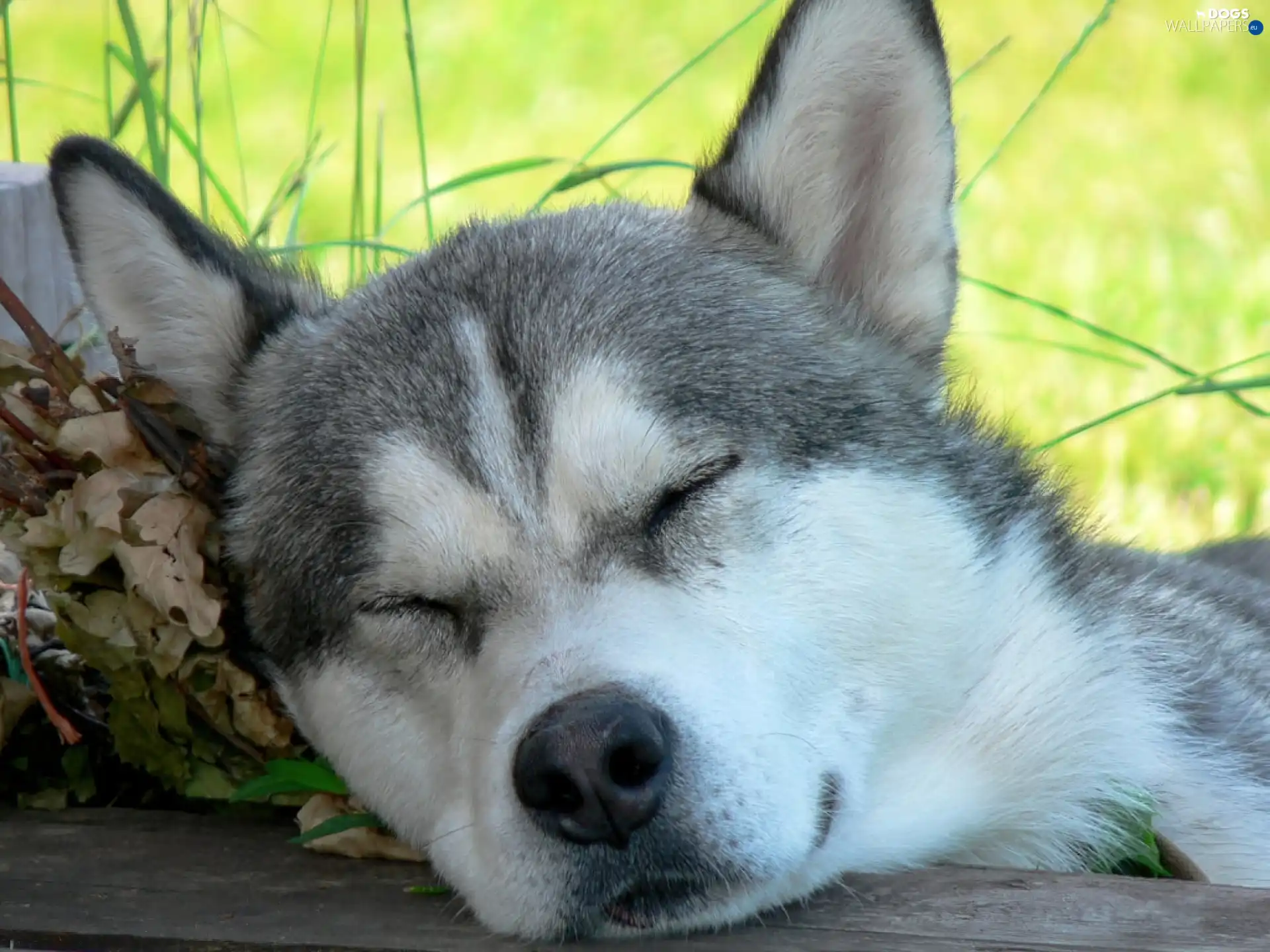 Husky, dream, Siberian