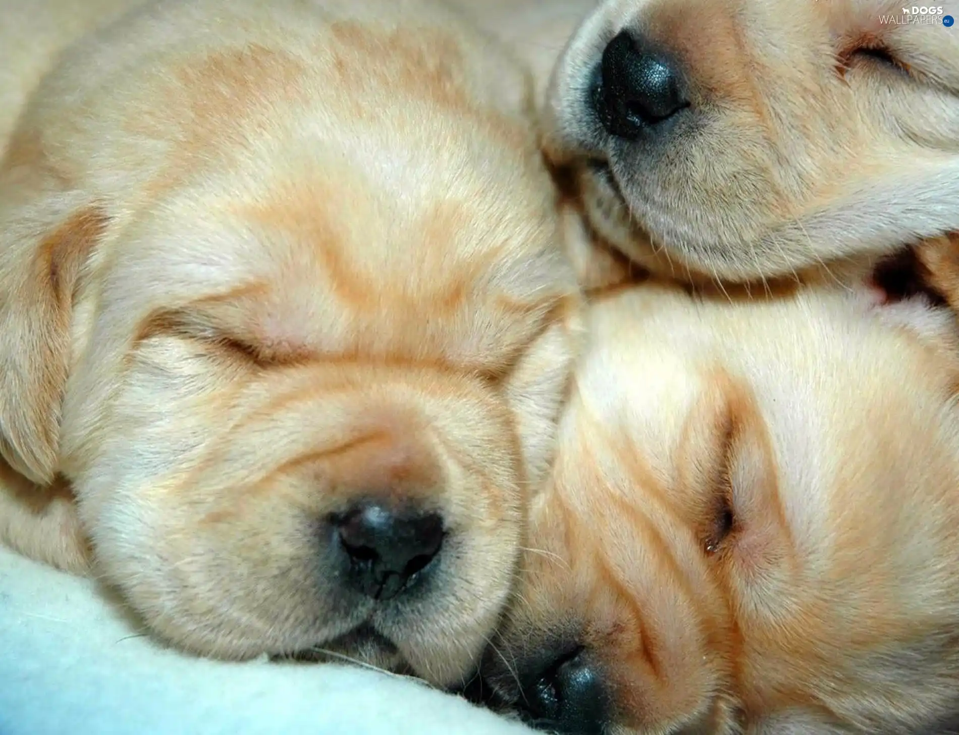 mouths, dream, Puppies