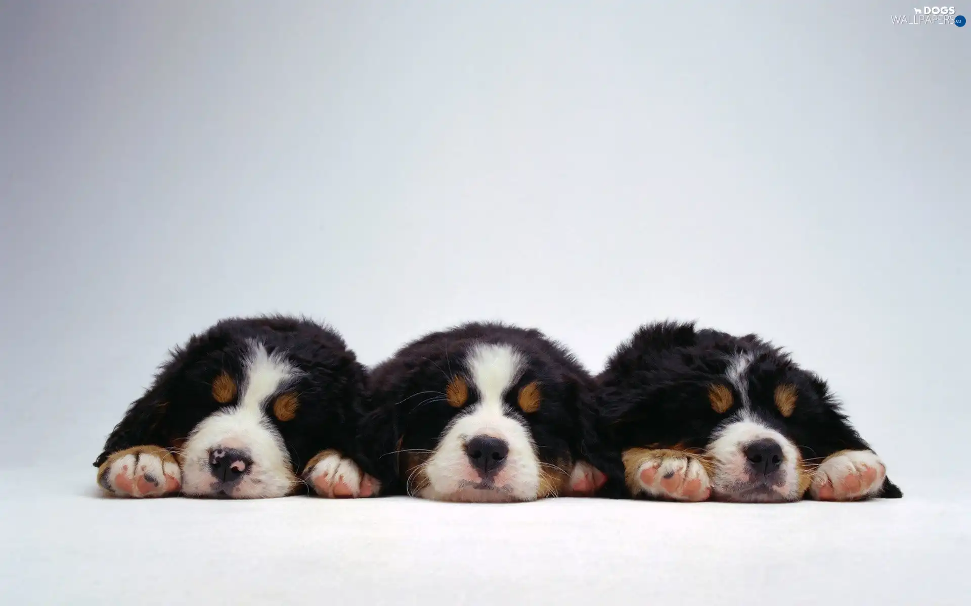 puppies, dream, Three