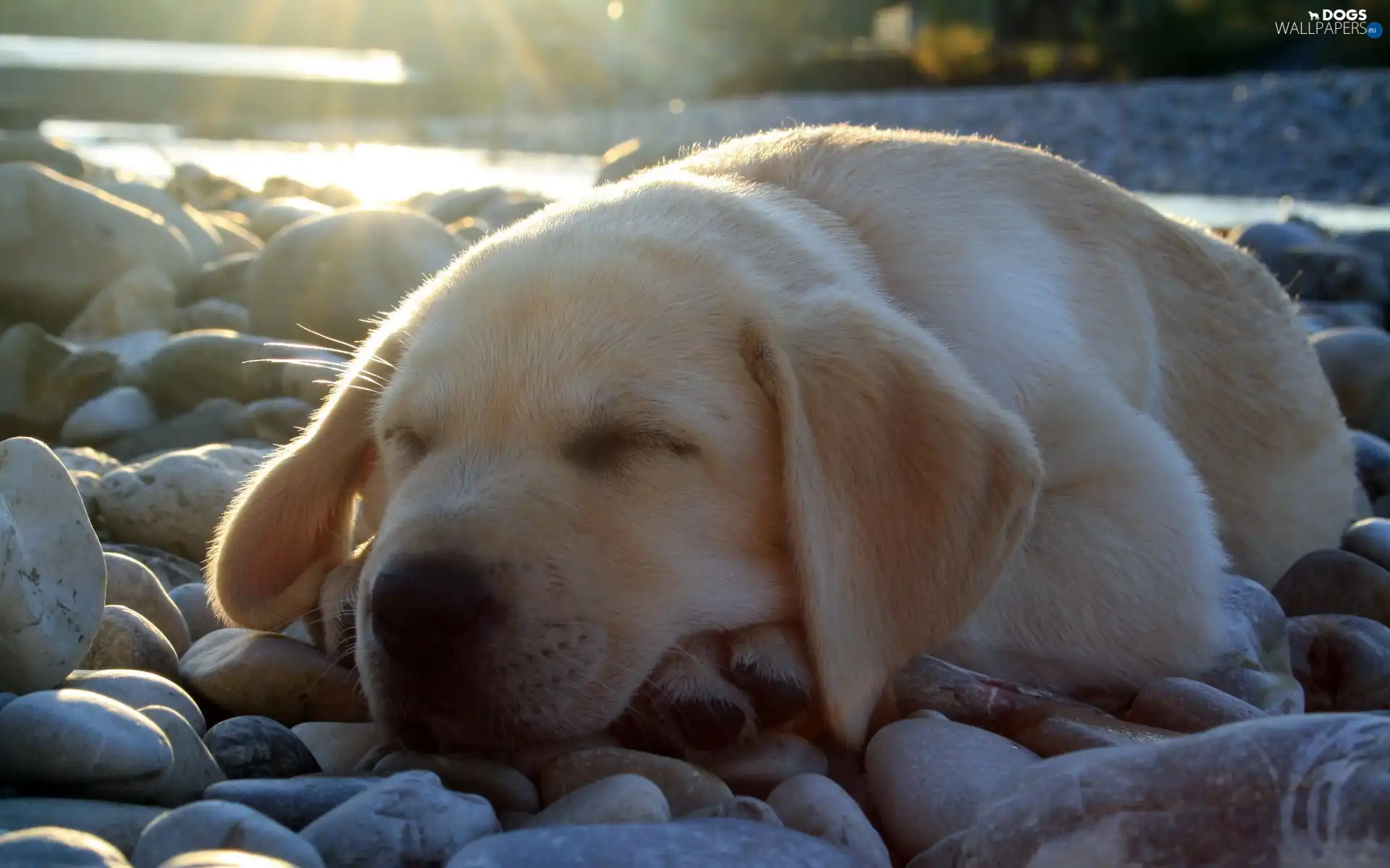 Stones, dream, dog