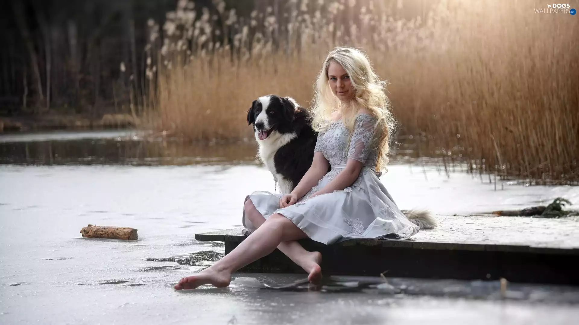 dress, dog, rushes, Border Collie, water, Blonde, Women, footbridge