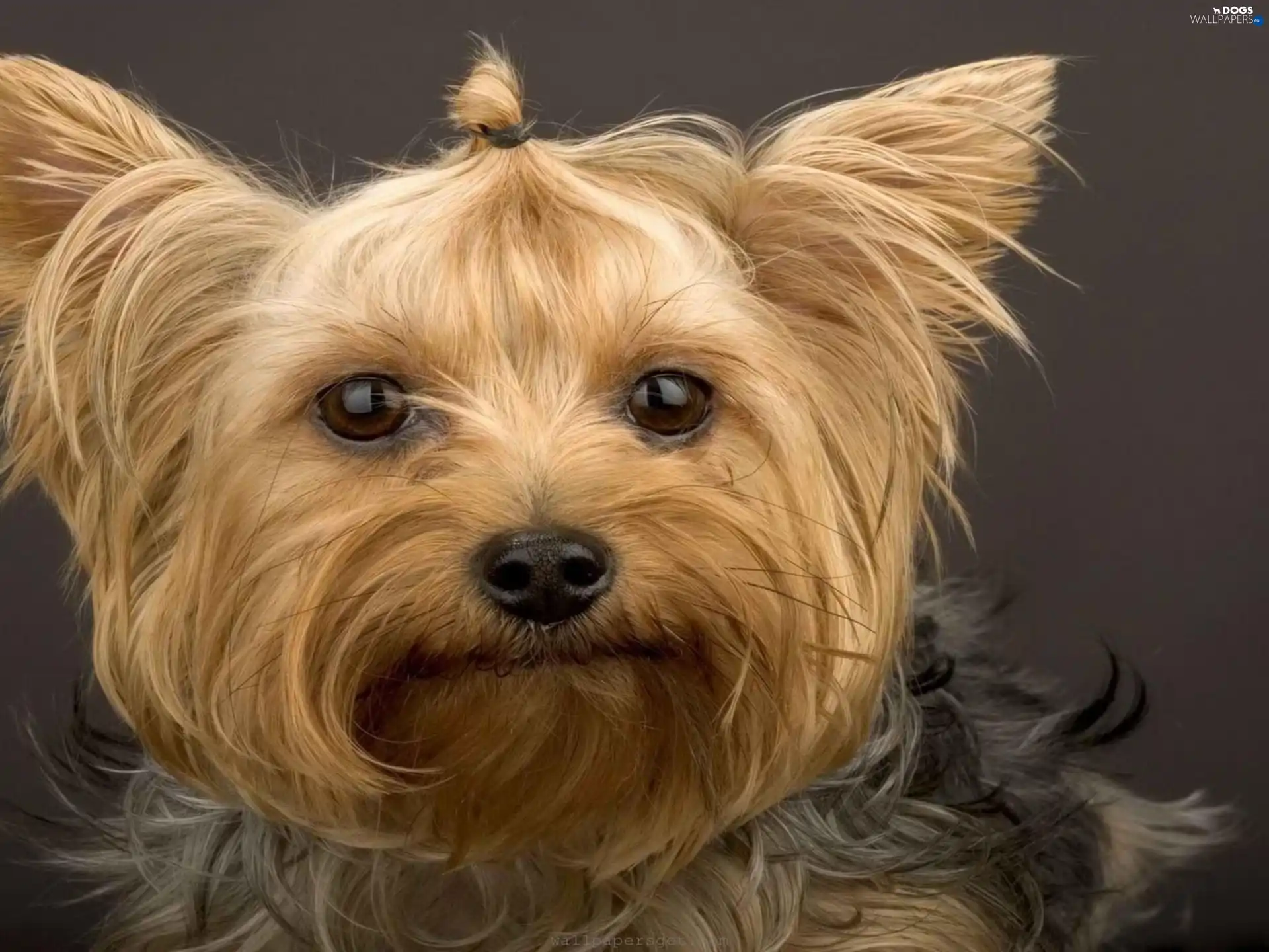 head-dress, doggy