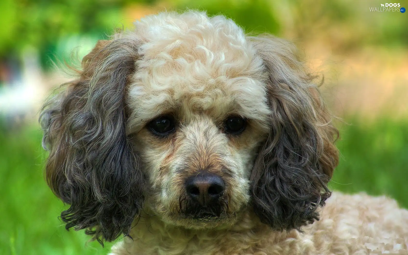 head-dress, poodle