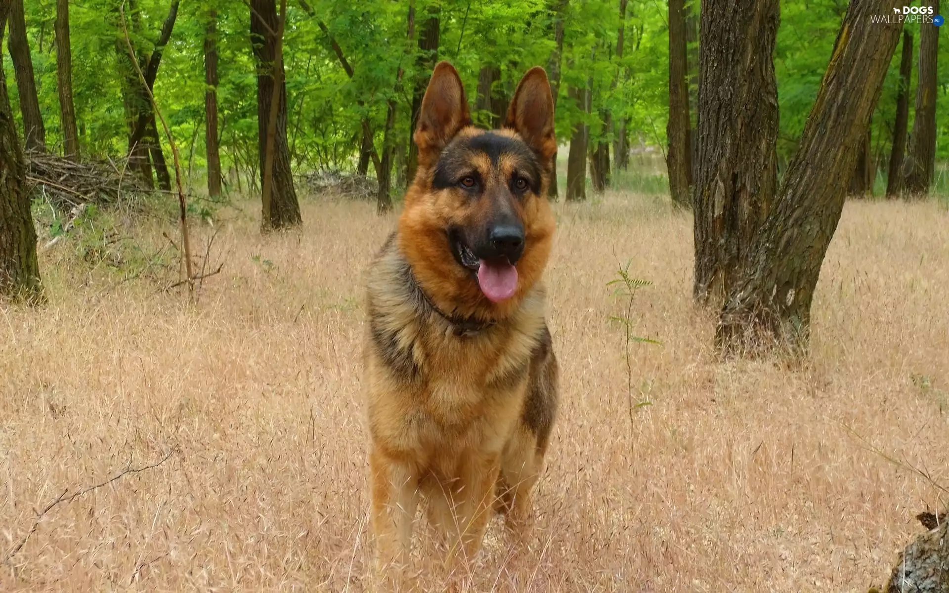 trees, sheep-dog, dry, grass, viewes, german