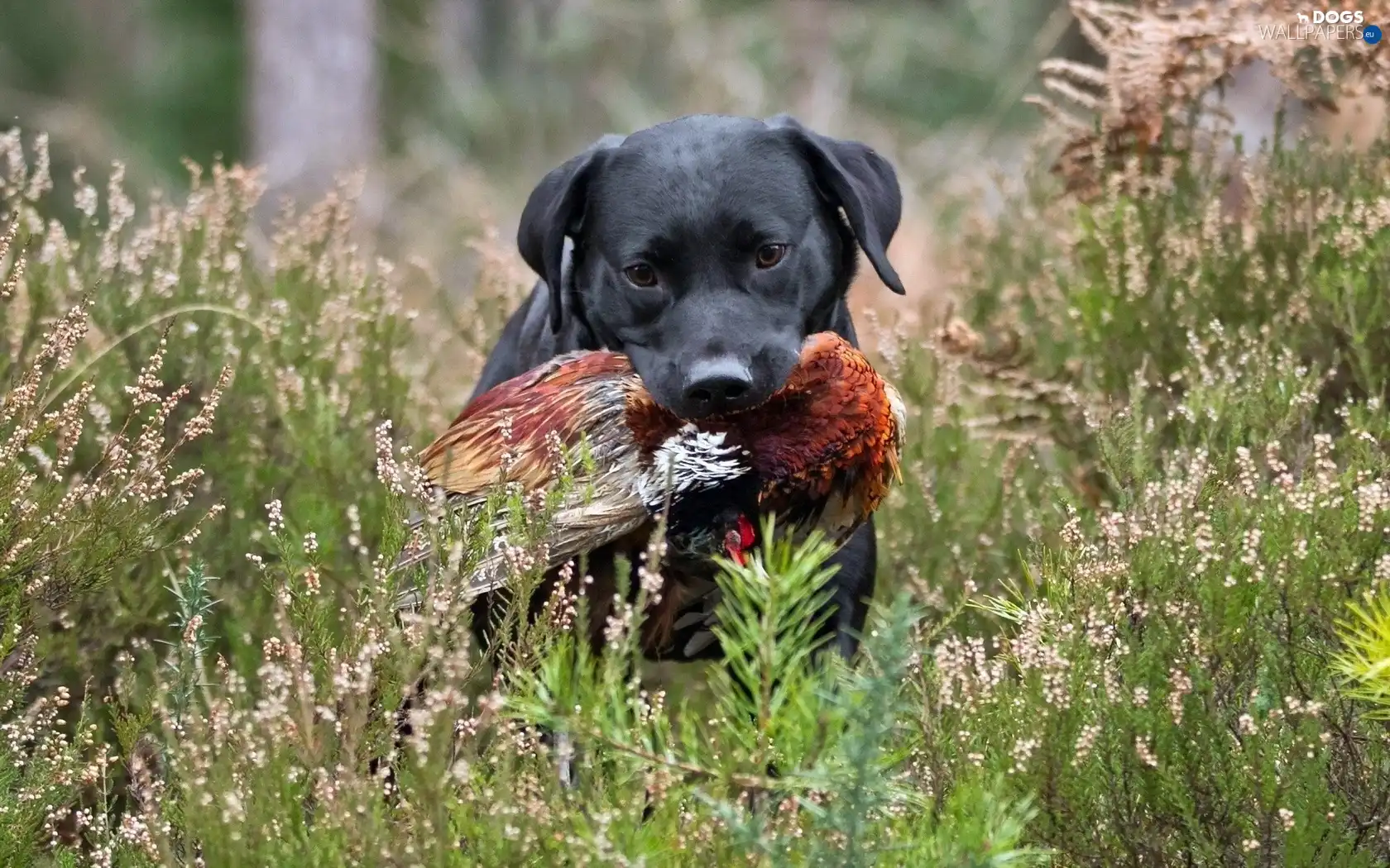 dry, Labrador, Black, grass, dog