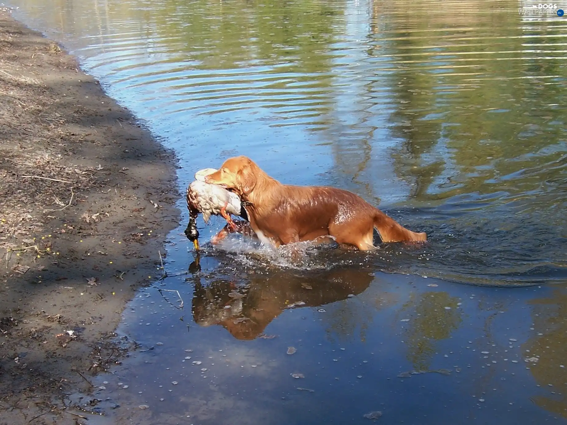 duck, Retriever Nova Scotia