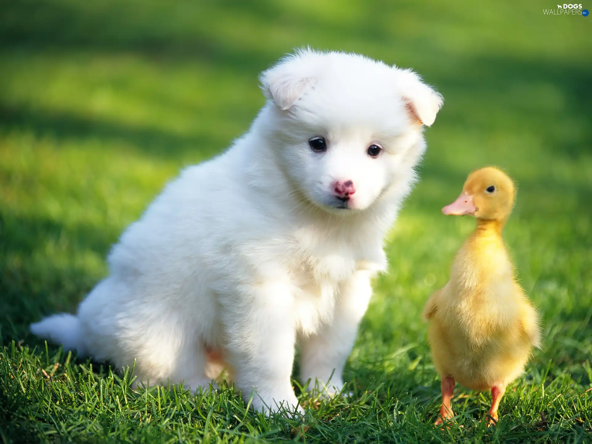 Ducky, Puppy