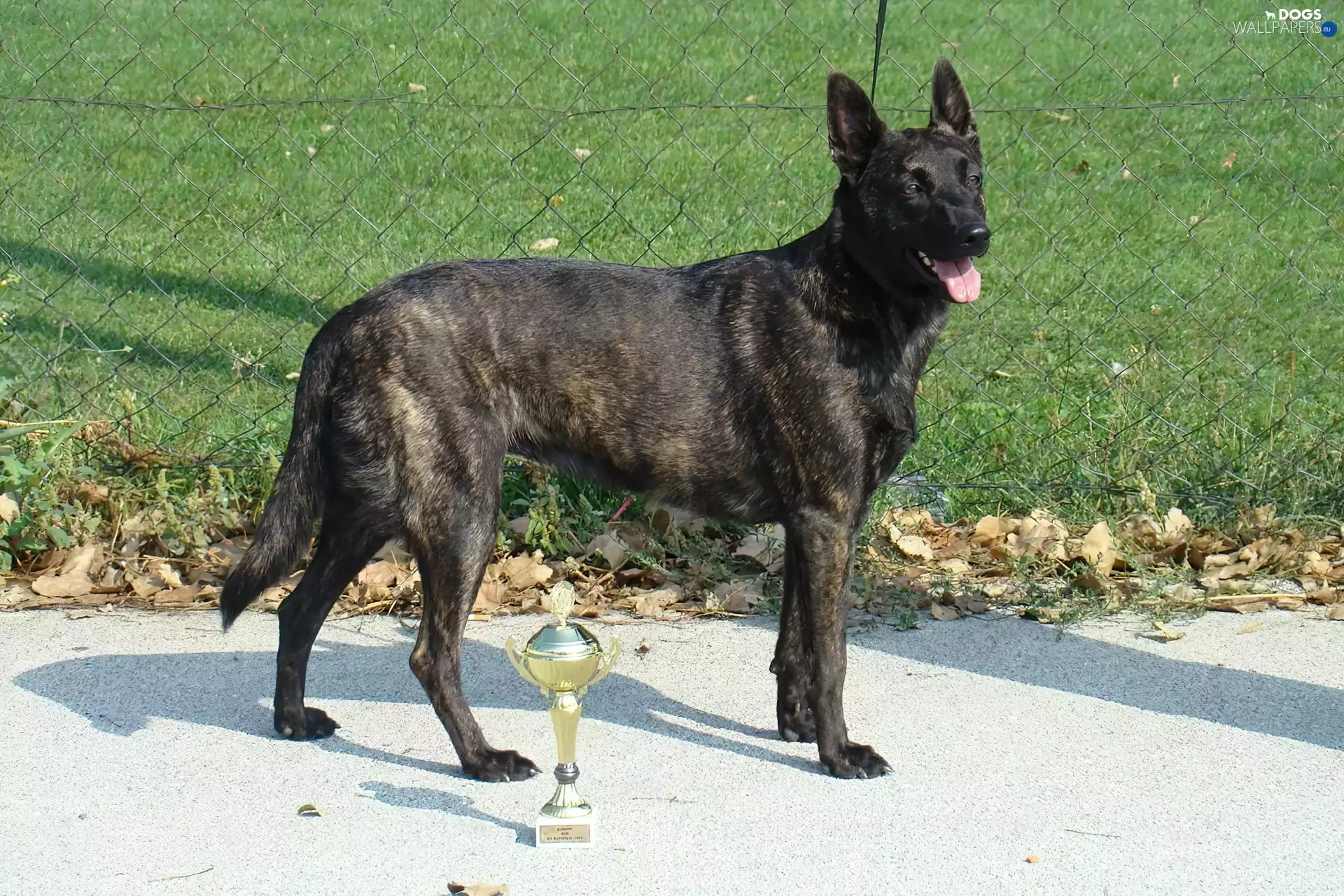 Dutch Shepherd, cup