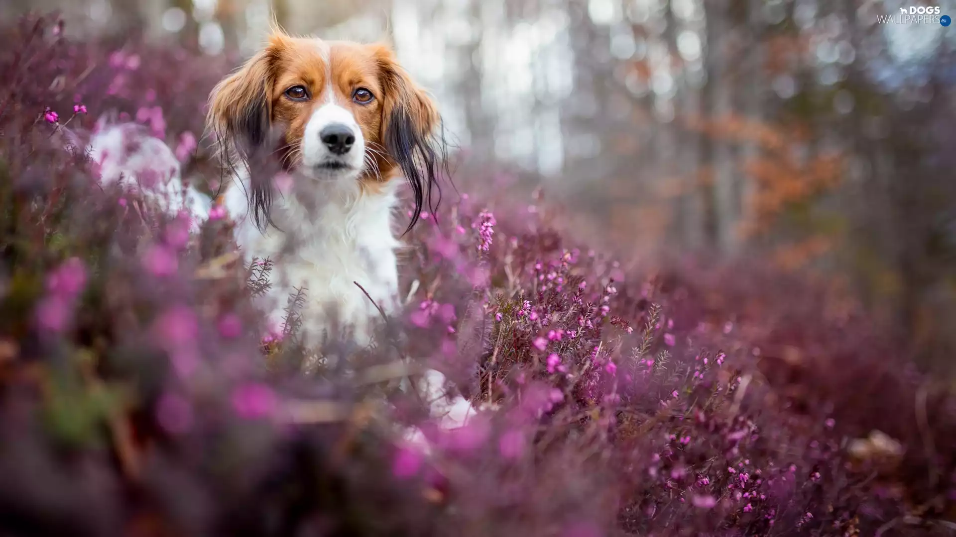 heathers, Bokeh, Alpine Dutch, muzzle, dog